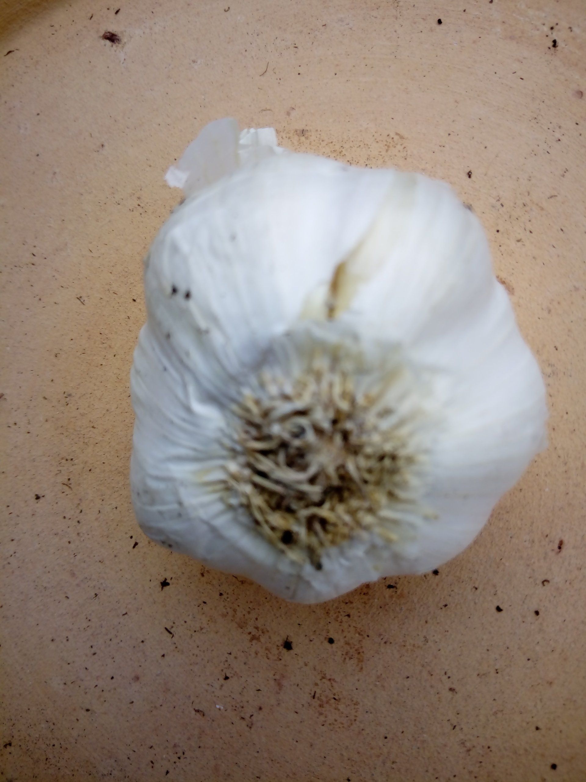 Garlic Wight Cristo Bulb