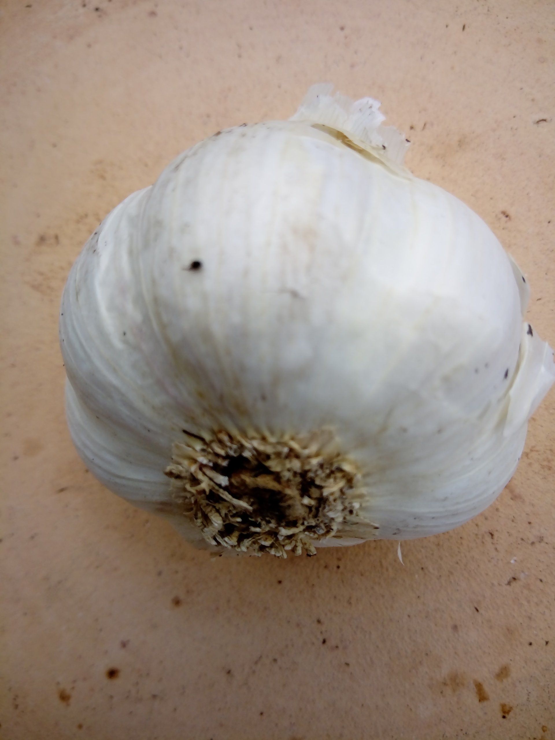 Garlic Red Duke Bulb