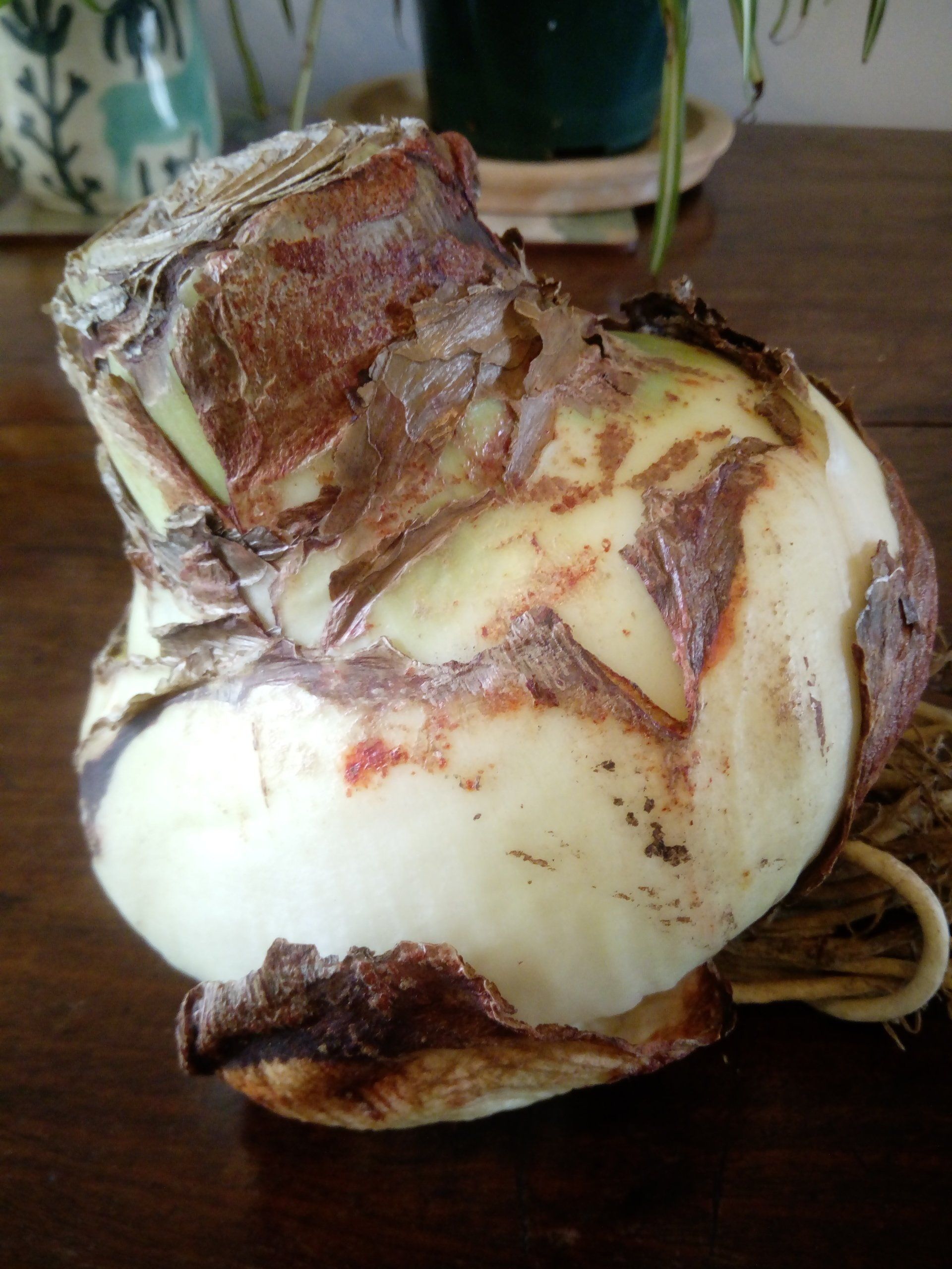 Hippeastrum - Amaryllis Samba Giant Bulb