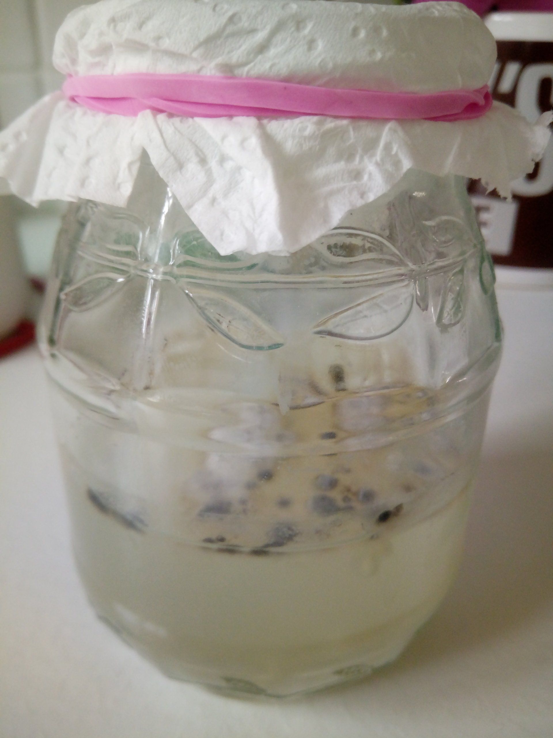 Fermenting Cucamelon Seeds in a Jar covered with a Kitchen Towel Lid