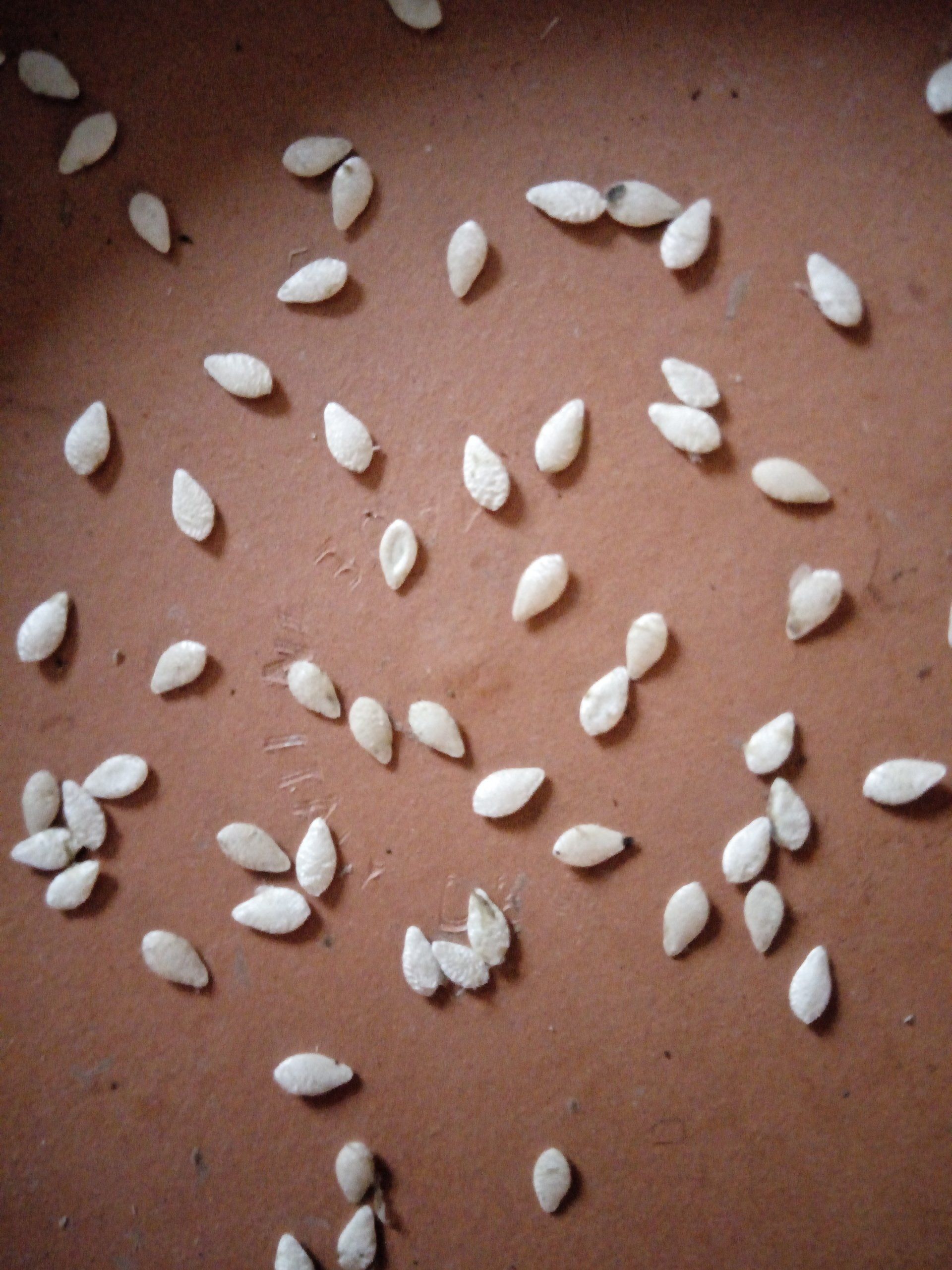 Cucamelon Seeds Drying on a Terracotta Saucer