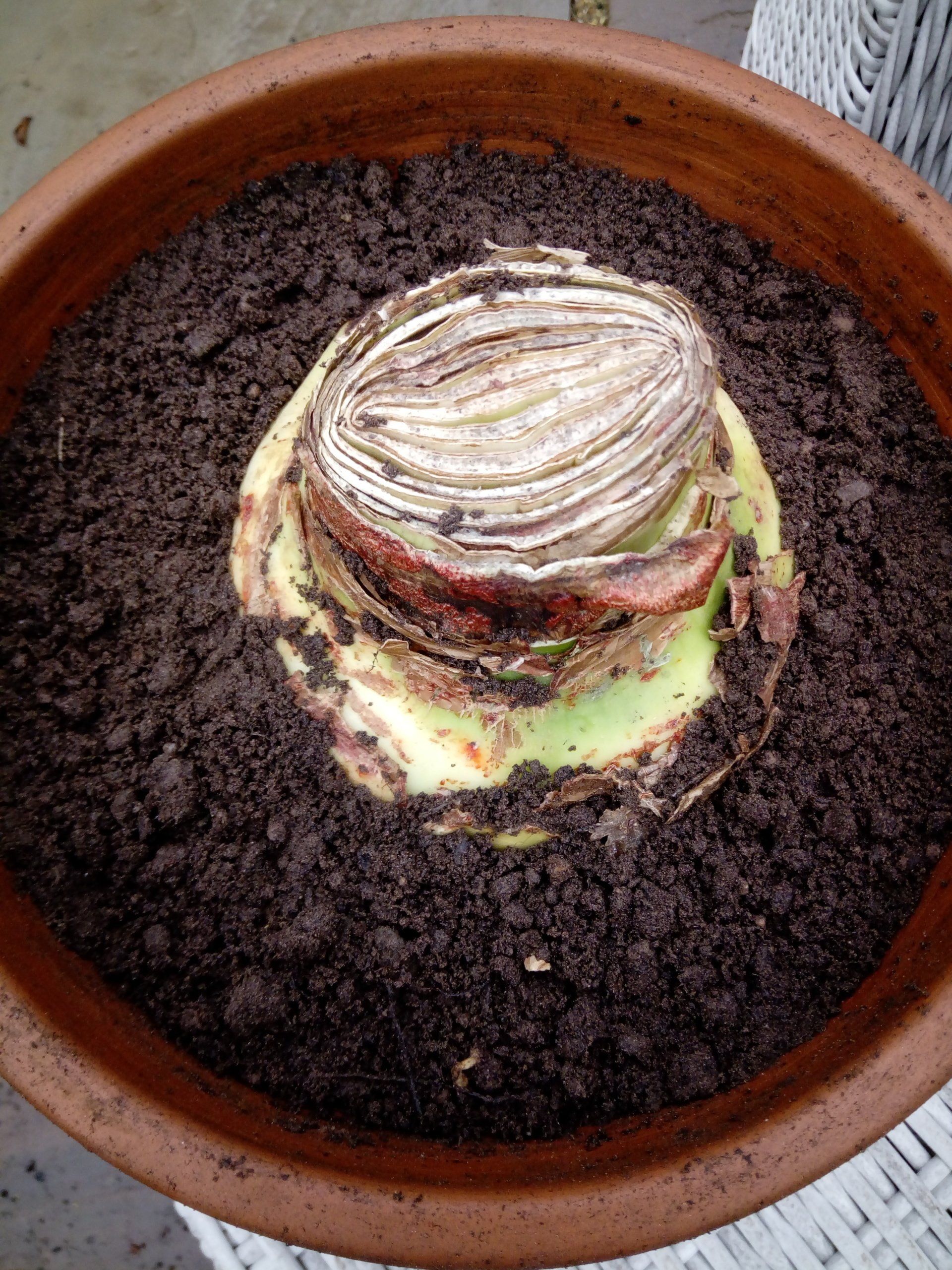 Giant Amaryllis Bulb planted in a terracotta pot
