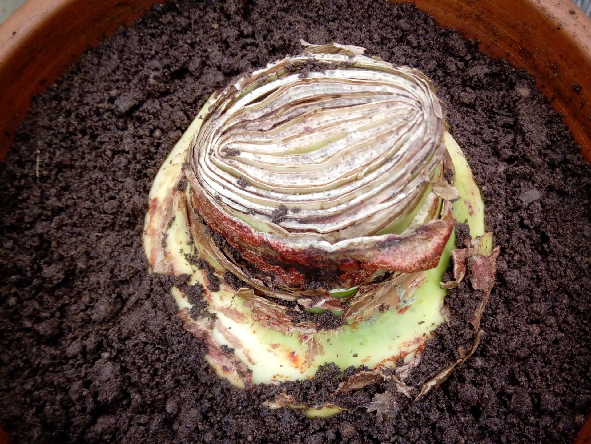 Hippeastrum - Amaryllis Bulbs