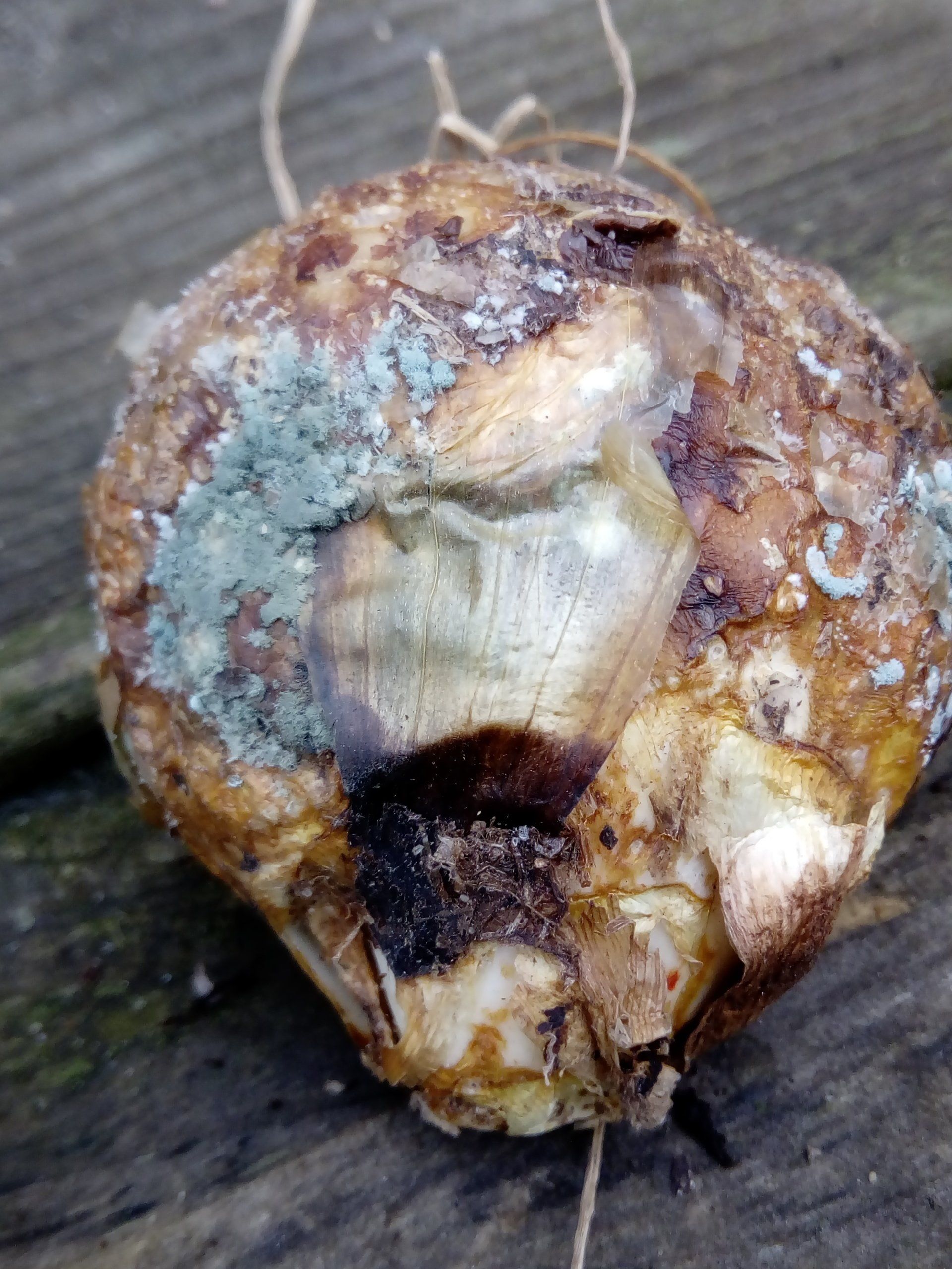 Blue Mould on a Bulb