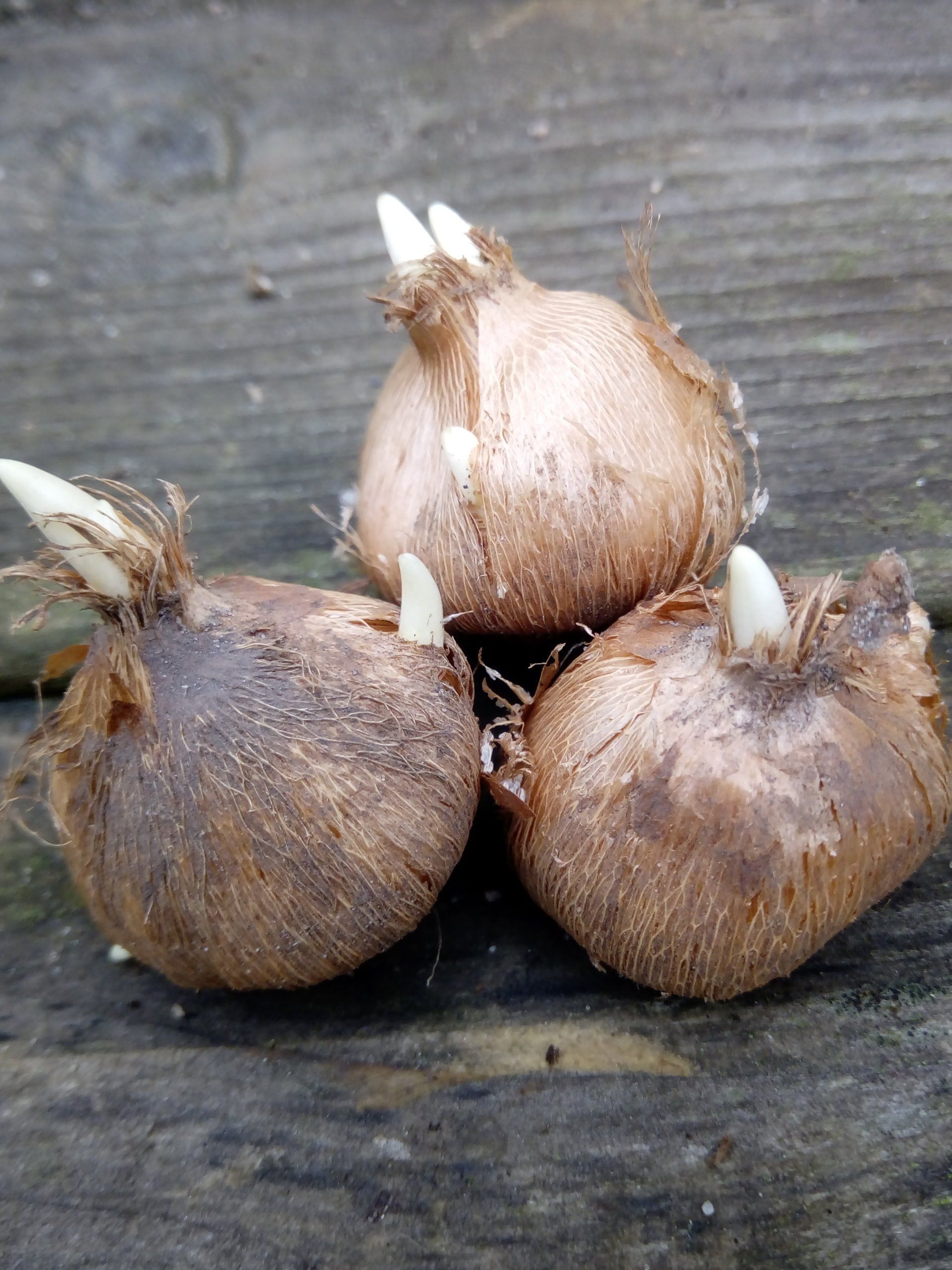 Crocus Bulbs Sprouting