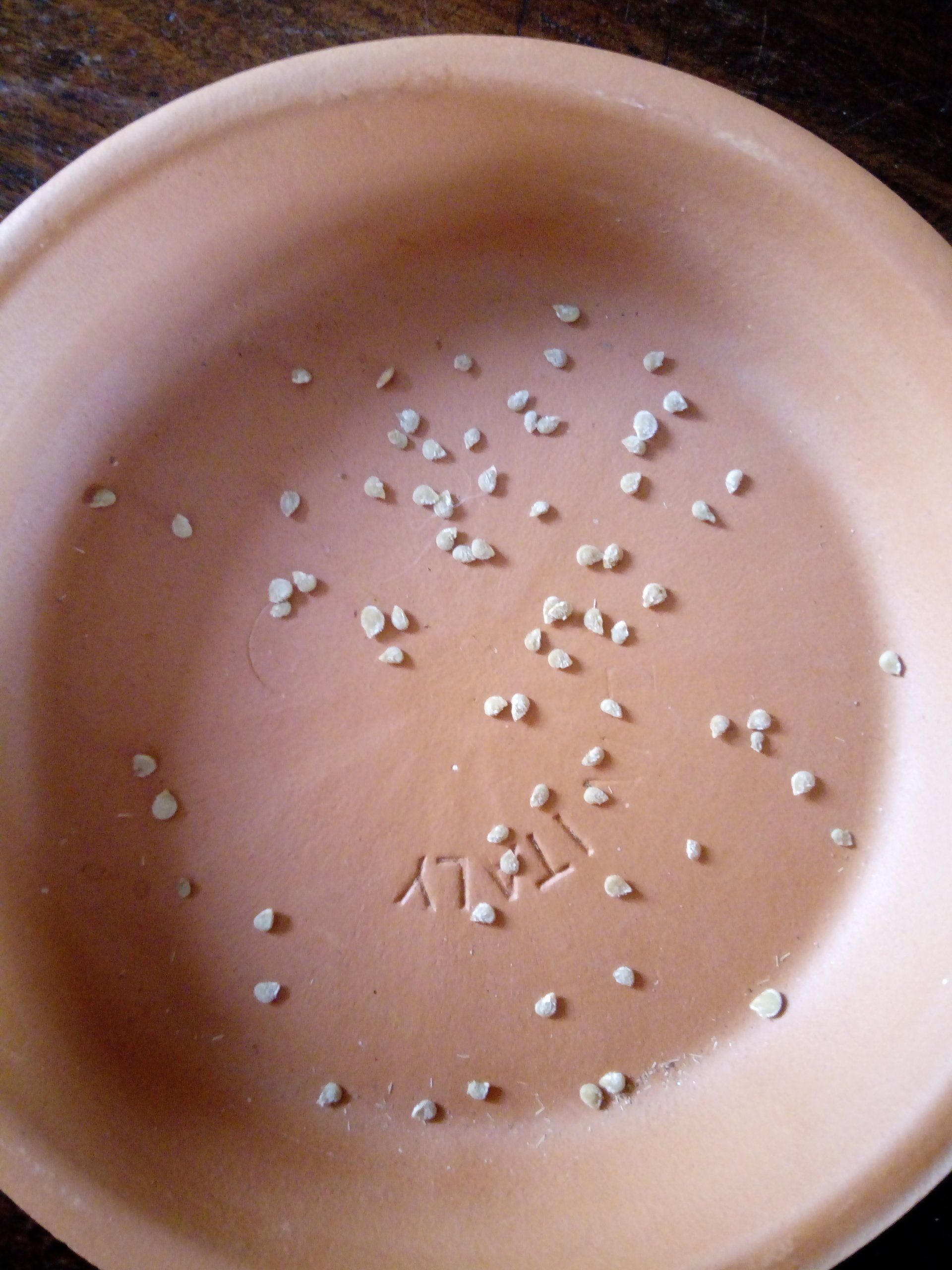 Fermented Tomato Seeds Drying on a Terracotta Saucer