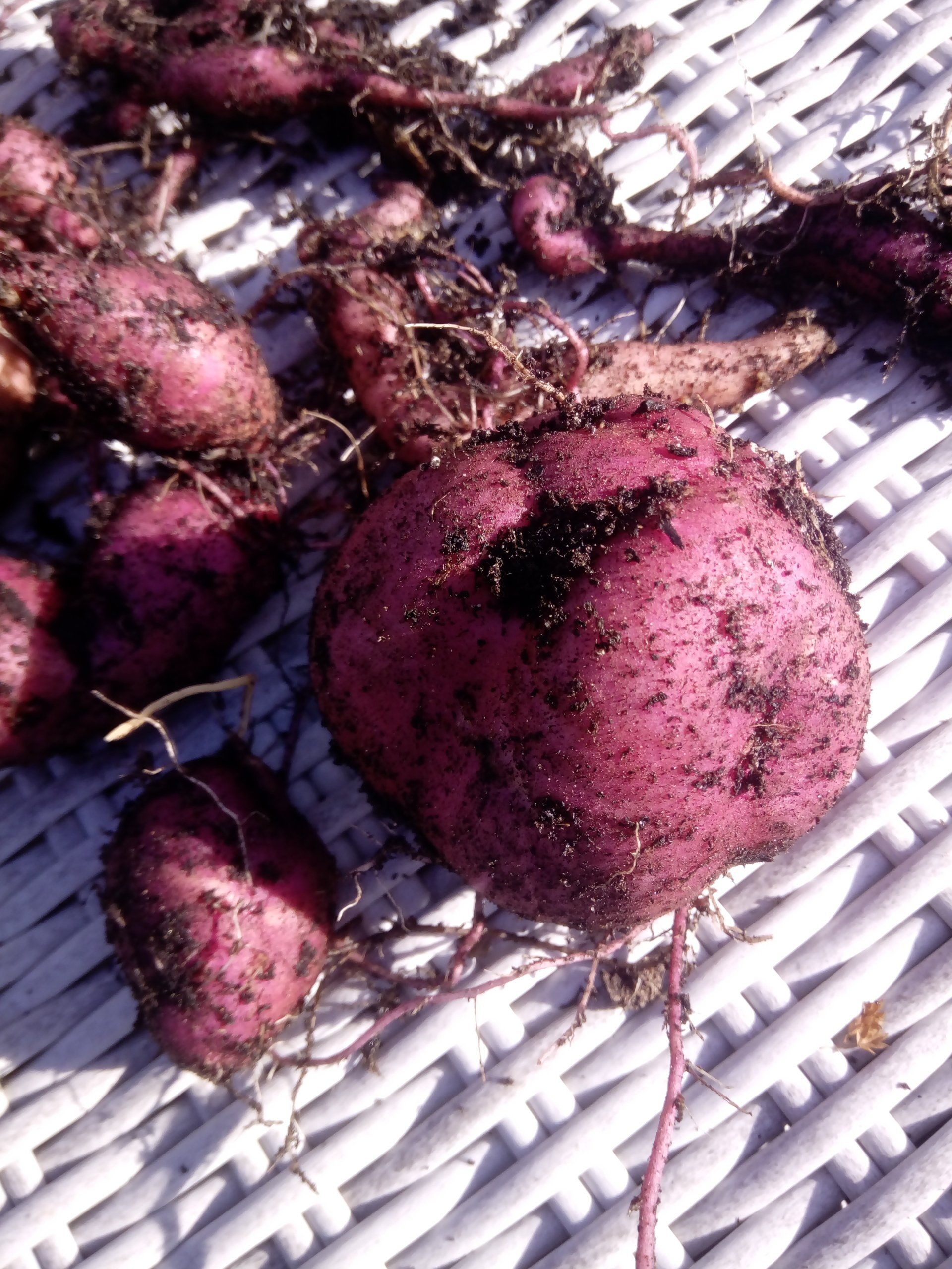 Sweet Potatoes - Erato White