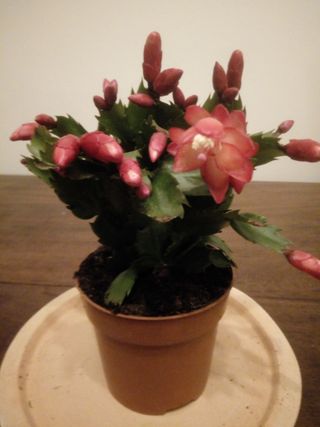 Christmas Cacti in Bud and Flower