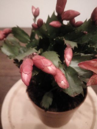 Close up of Christmas Cacti Flower Buds