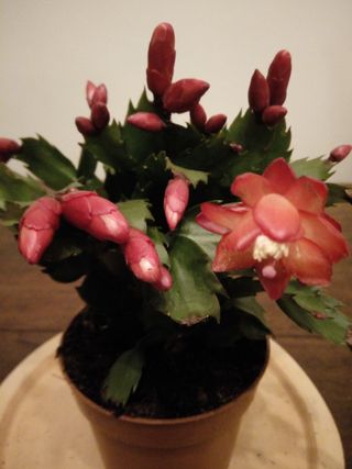 Open red flower and lots of buds on a Christmas Cactus