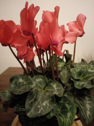 Red Flowers on an Indoor Cyclamen