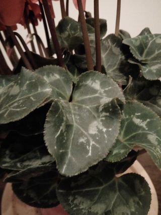 Mottled Leaves of an Indoor Cyclamen