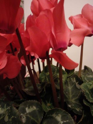 Close up of an Indoor Cyclamen