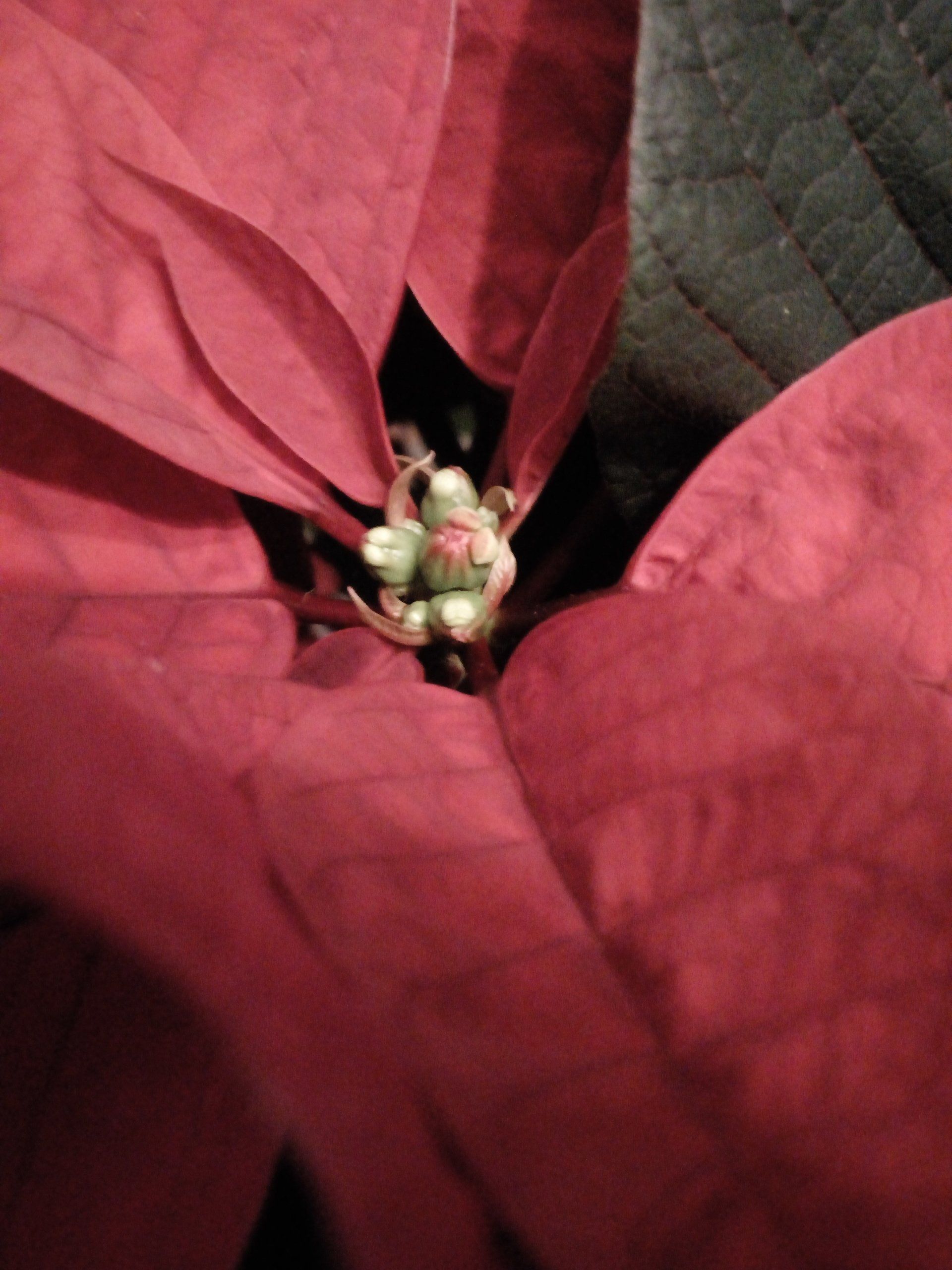 Close up of a Poinsettia Flower