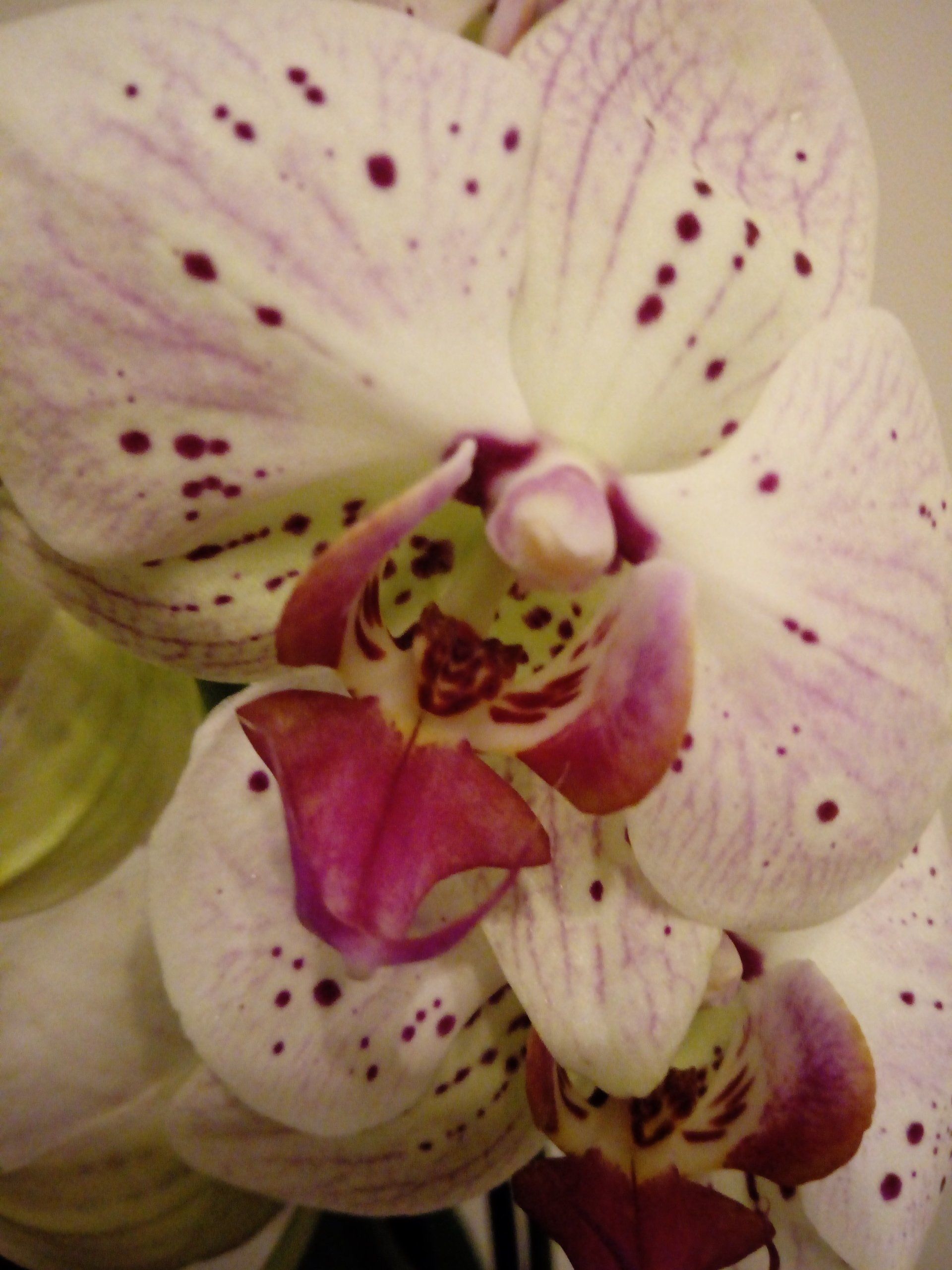 Close up of a Phalaenopsis Flower