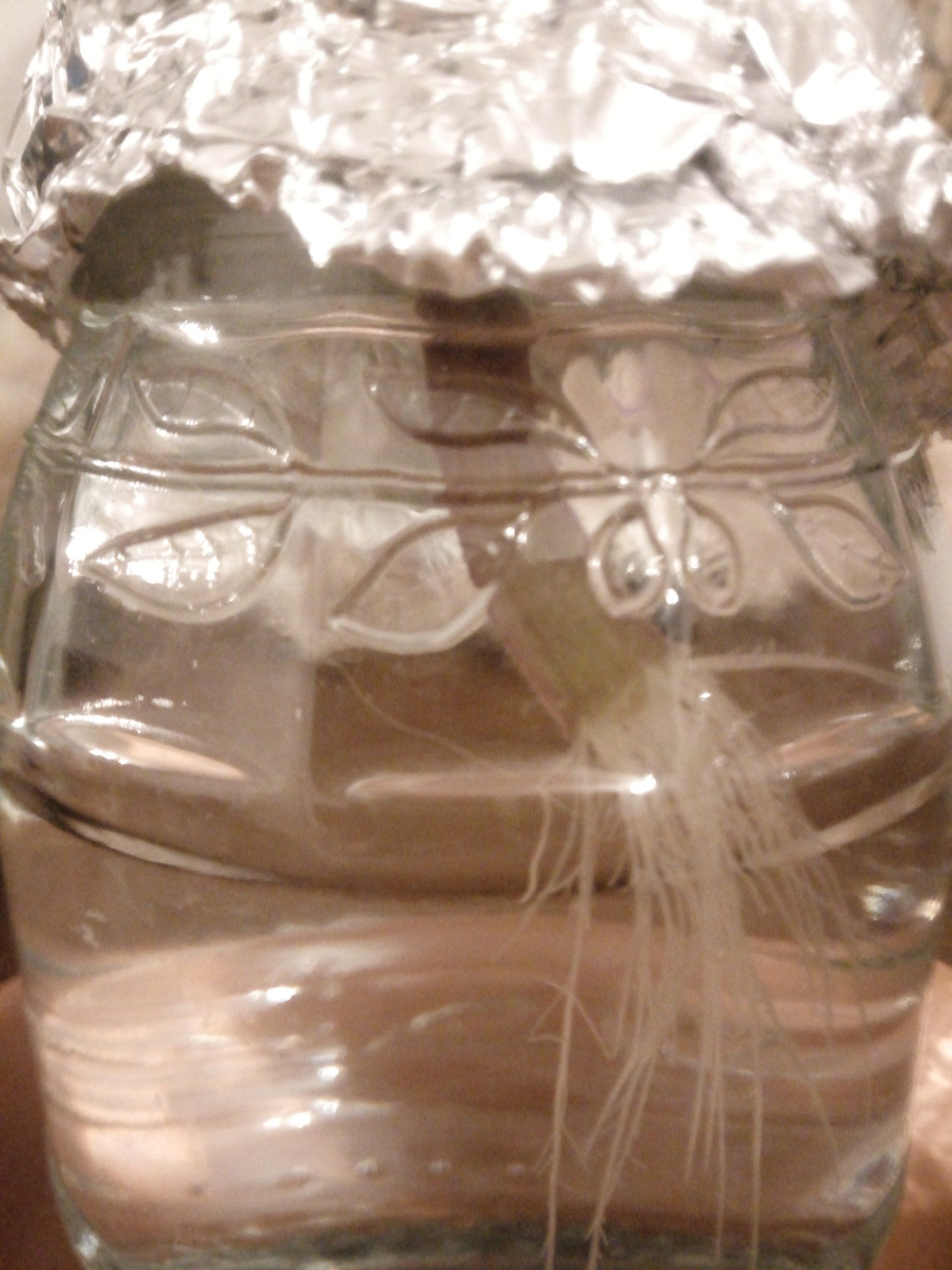 African Violet Leaf Cutting Showing Roots