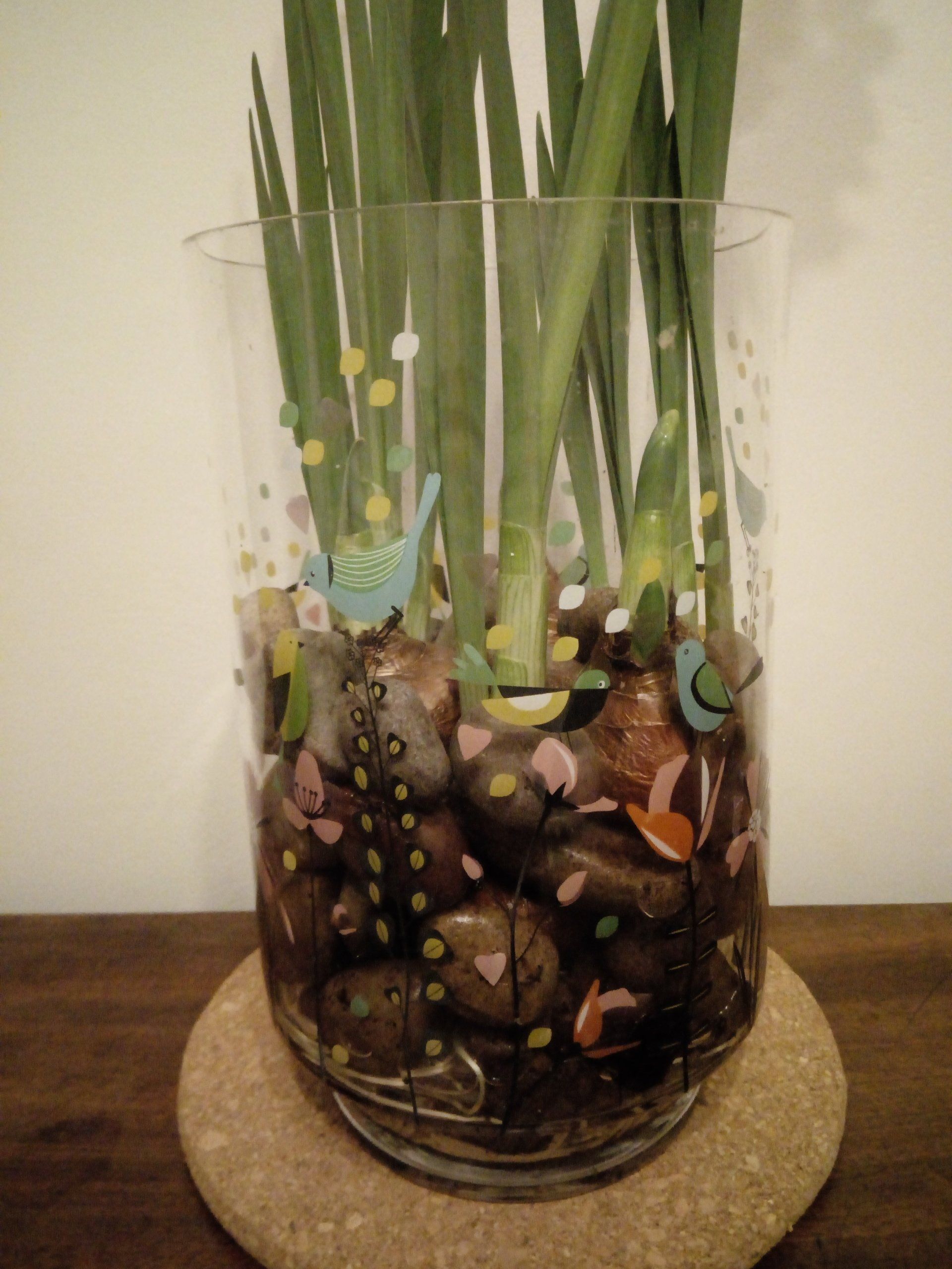 Paperwhite Narcissus Planted in a Glass Vase