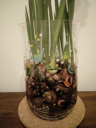 Paperwhite Narcissus Planted in a Glass Vase
