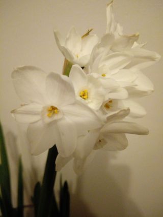 Close up of a Narcissus Paperwhite Flower