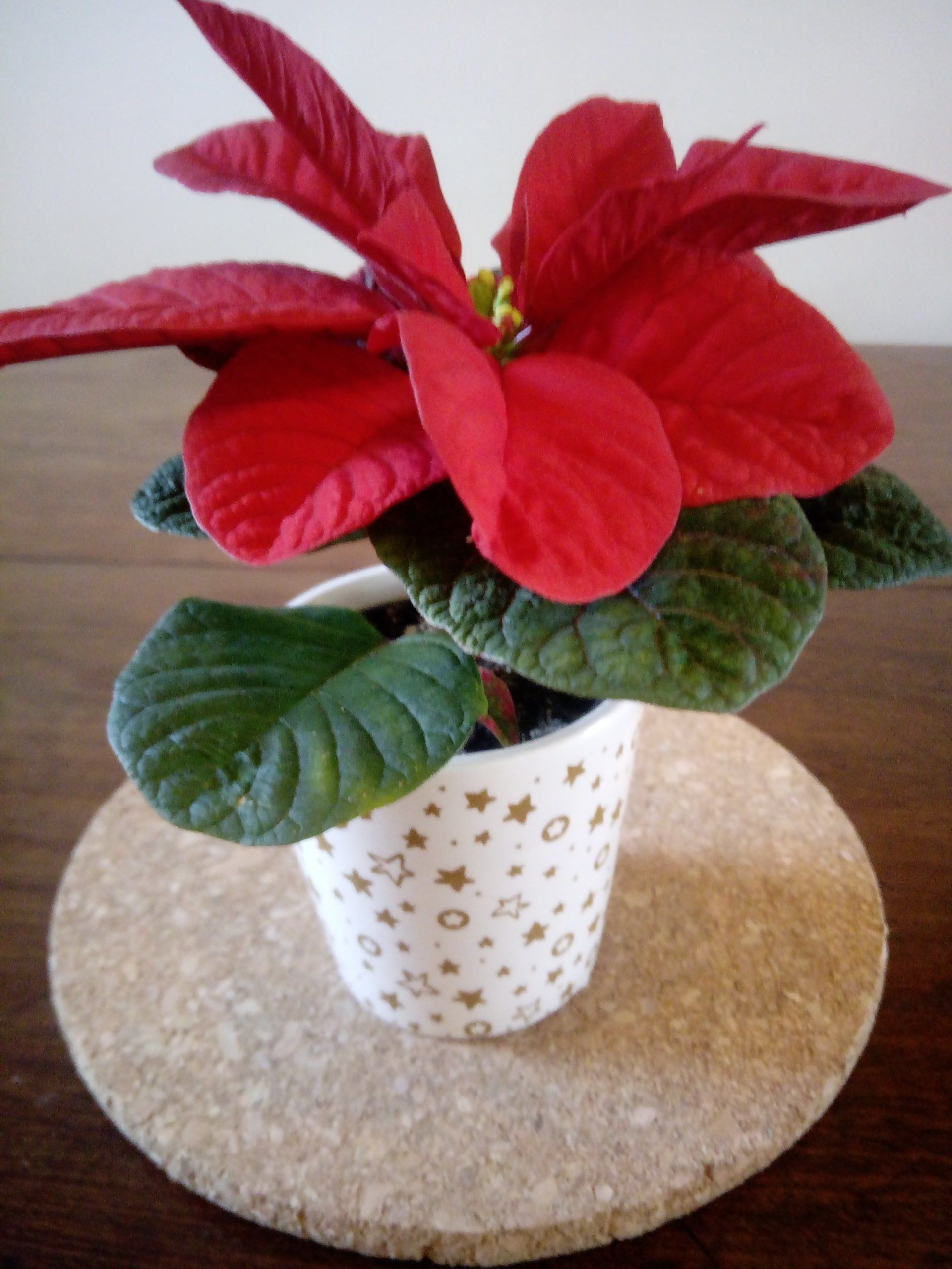 Mini Poinsettia. New Variety with Rounded Red Bracts
