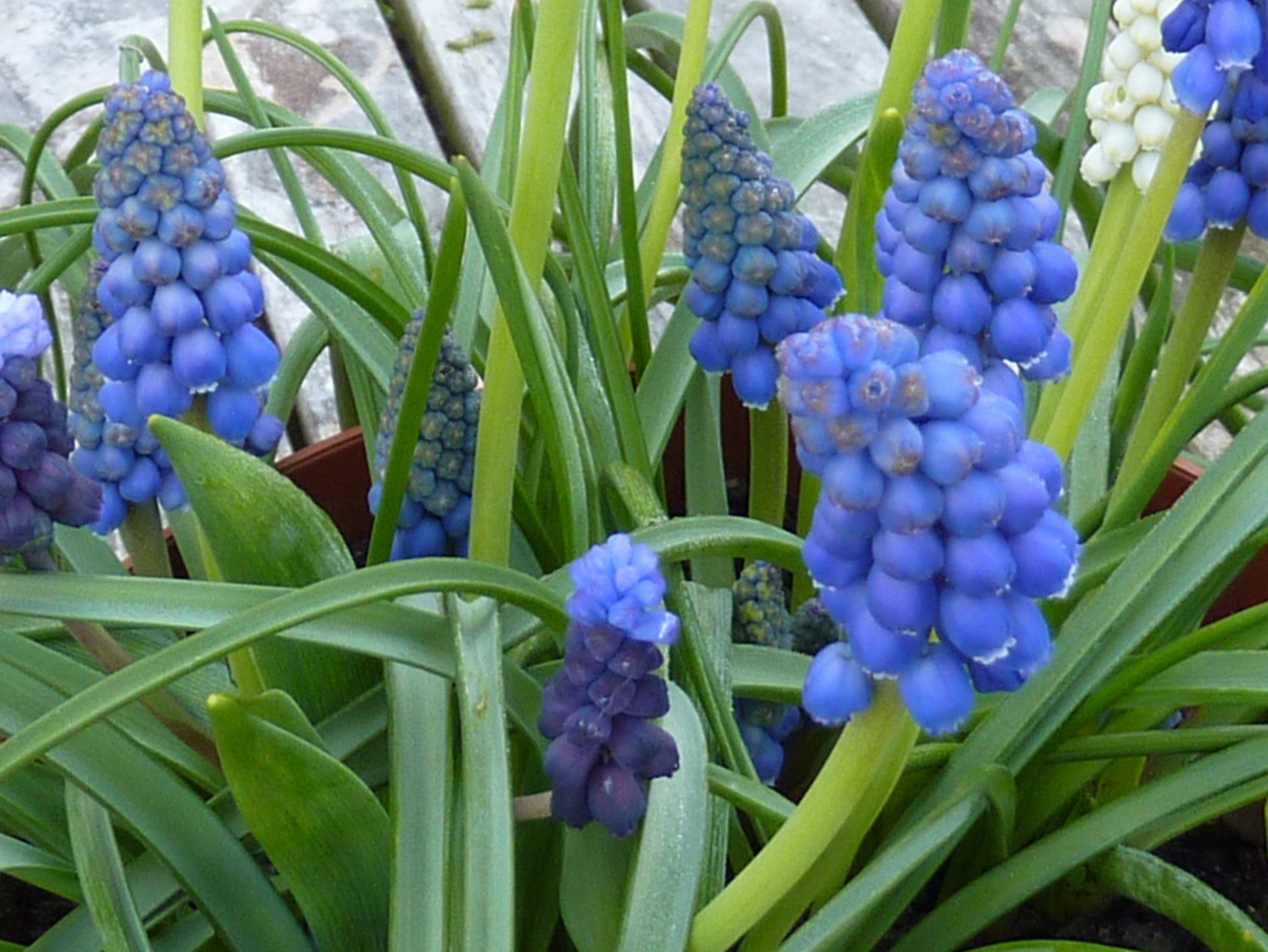 How to Grow Muscari Bulbs