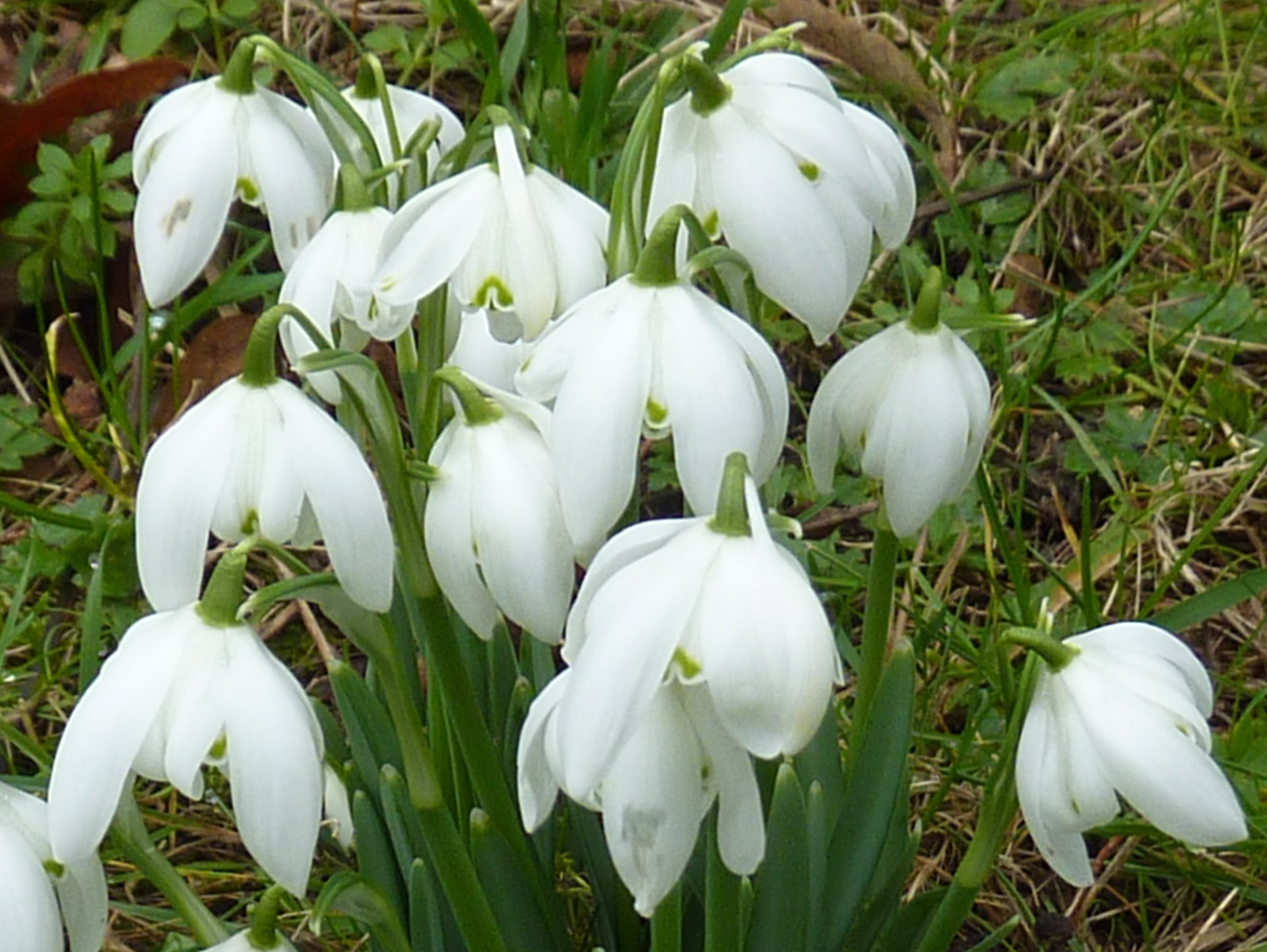 Snowdrops in Flower