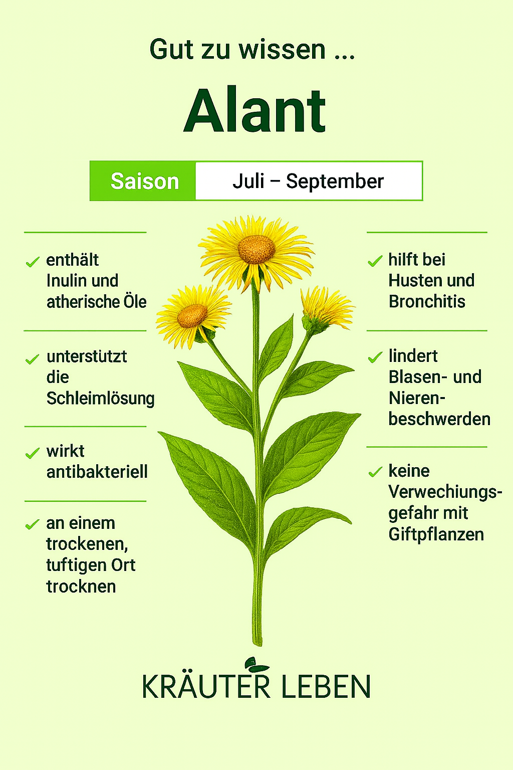 Alant-Uebersicht