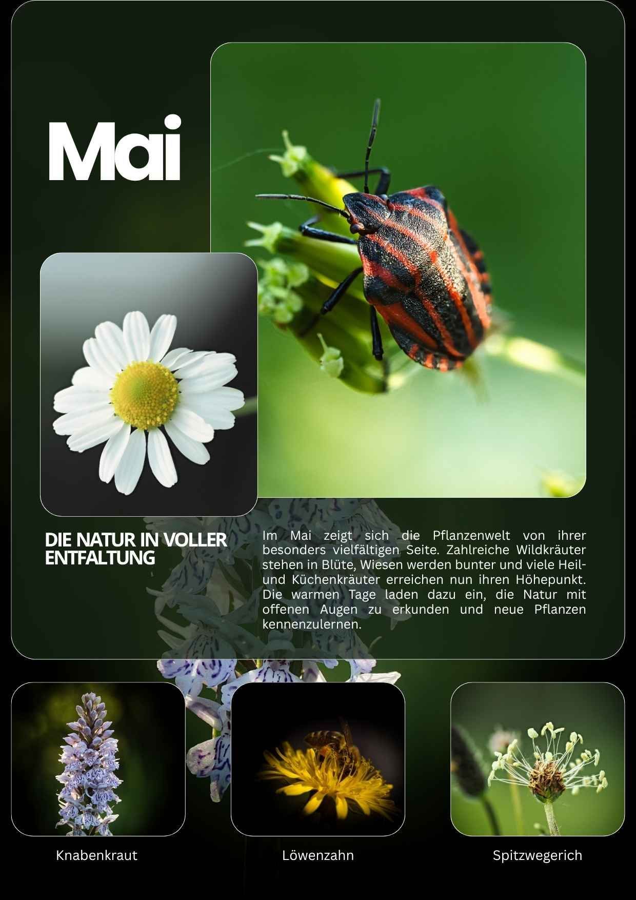 Mai im Wildkräuter Kalender mit Knabenkraut, Biene, Kamille, Spitzwegerich Ähre