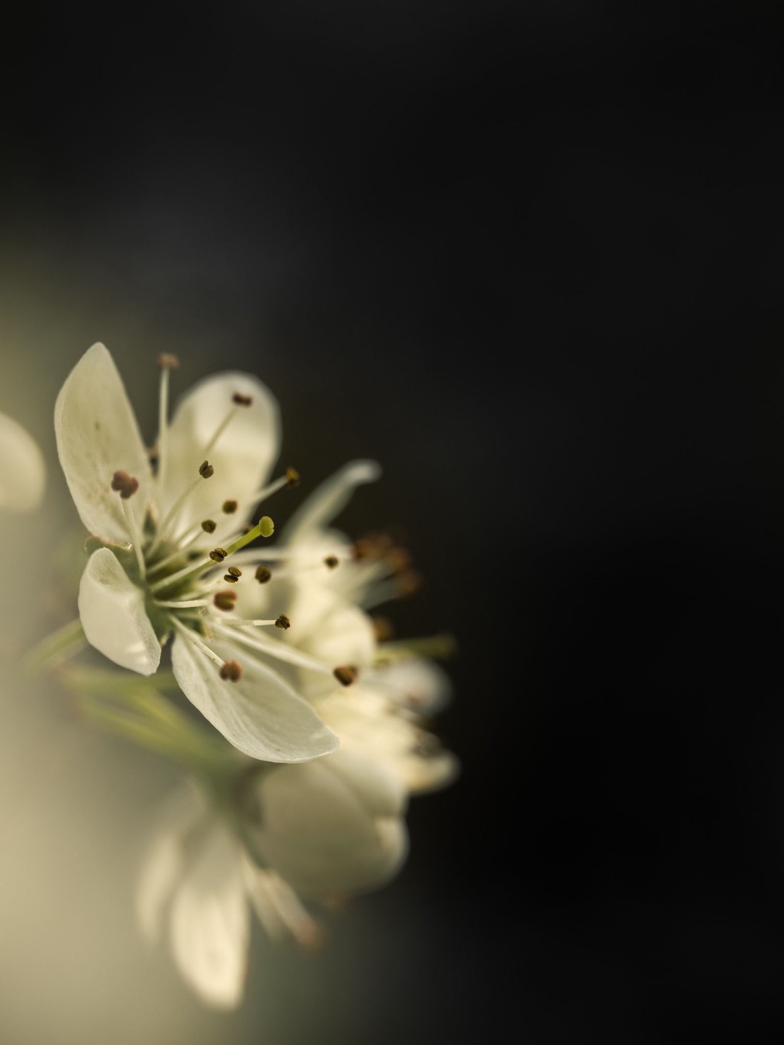 Schlehenblüte im März