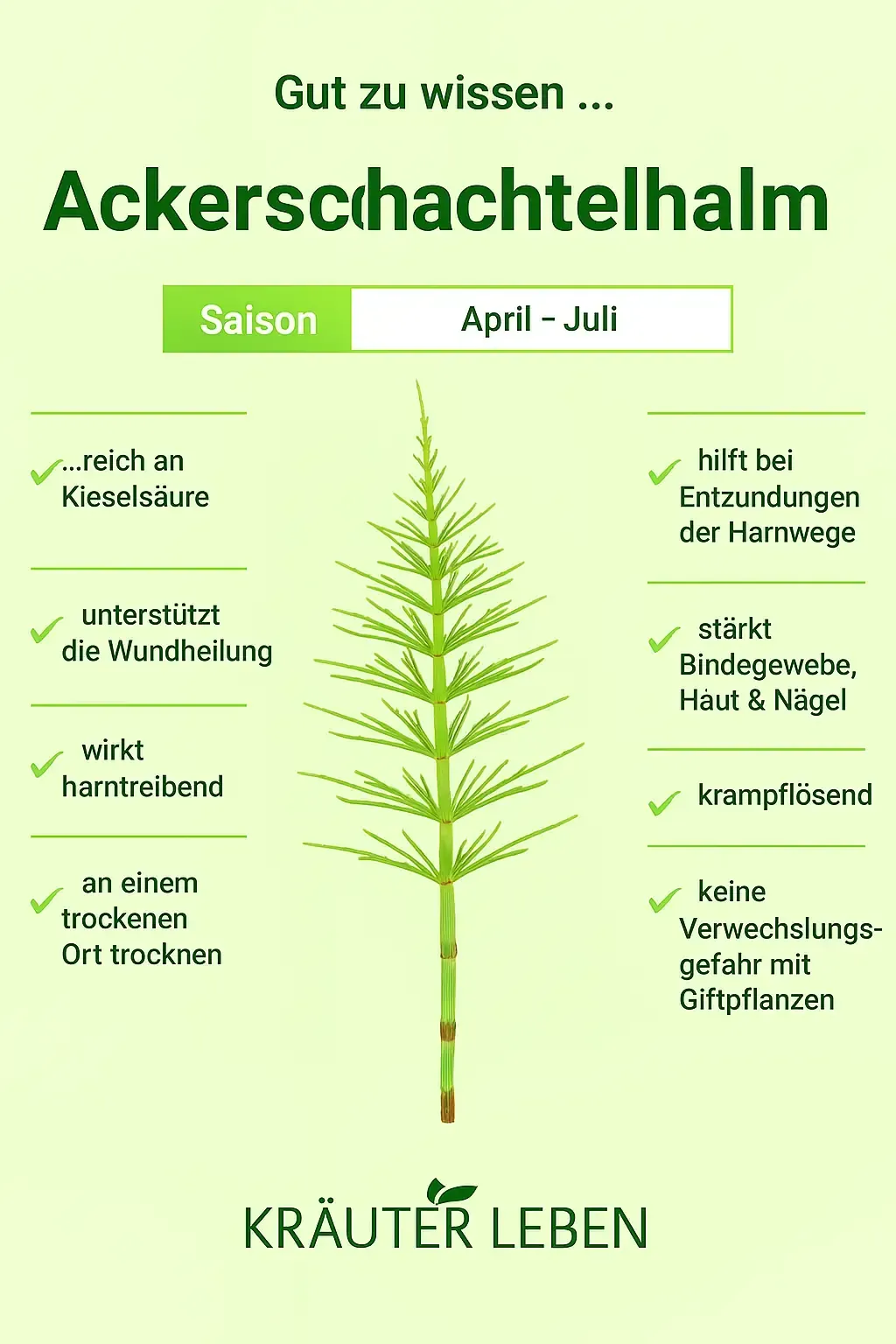 Infografik Ackerschachtelhalm (Equisetum arvense) – Saison April bis Juli, Heilpflanze mit harntreibender und wundheilungsfördernder Wirkung.