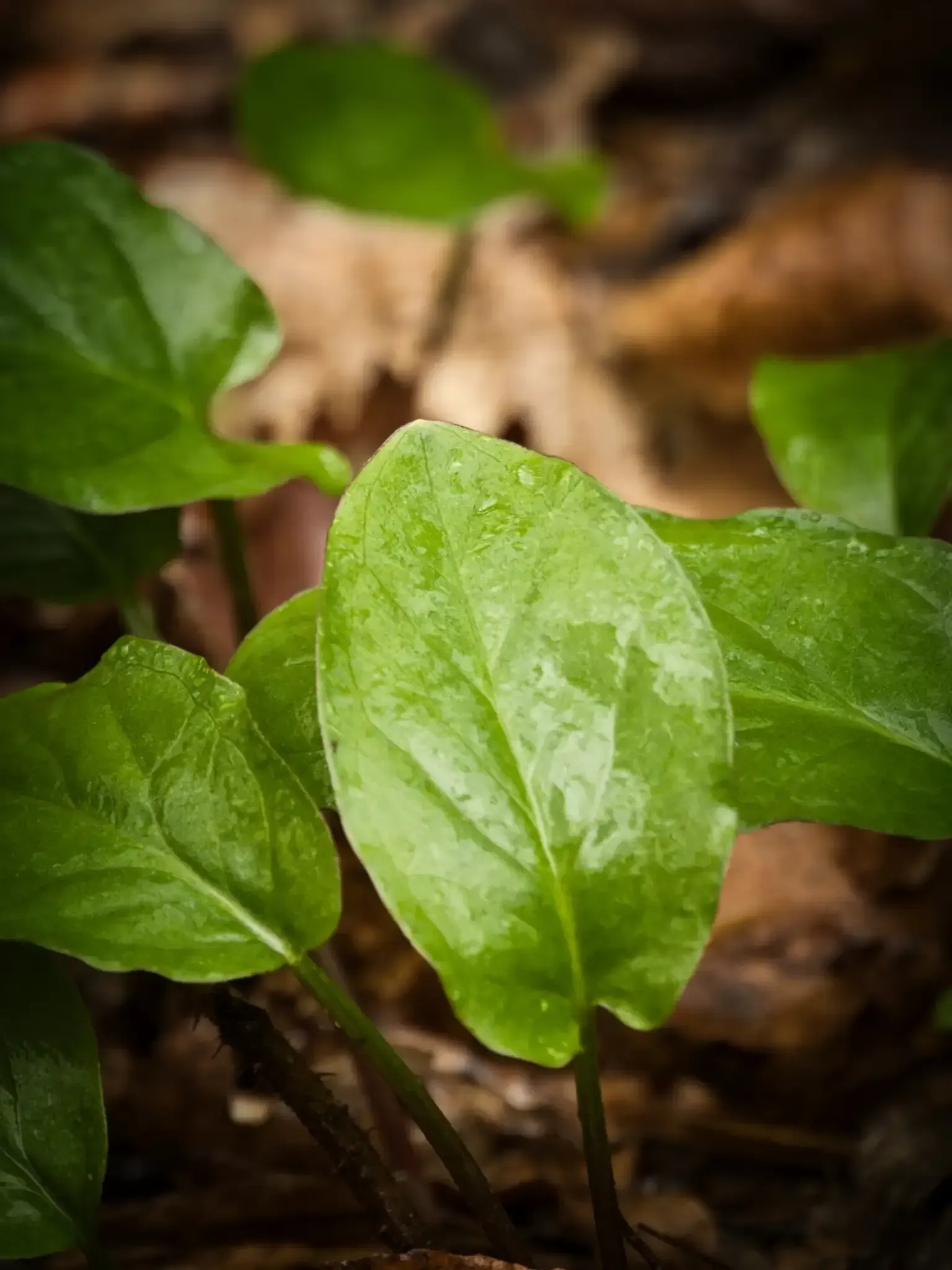 unbekanntes grünes Blatt im Wald im April