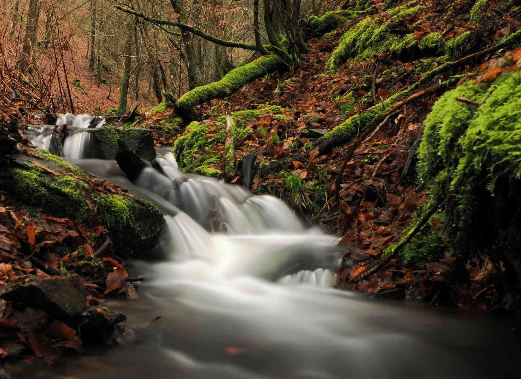 Wildbach im Wald