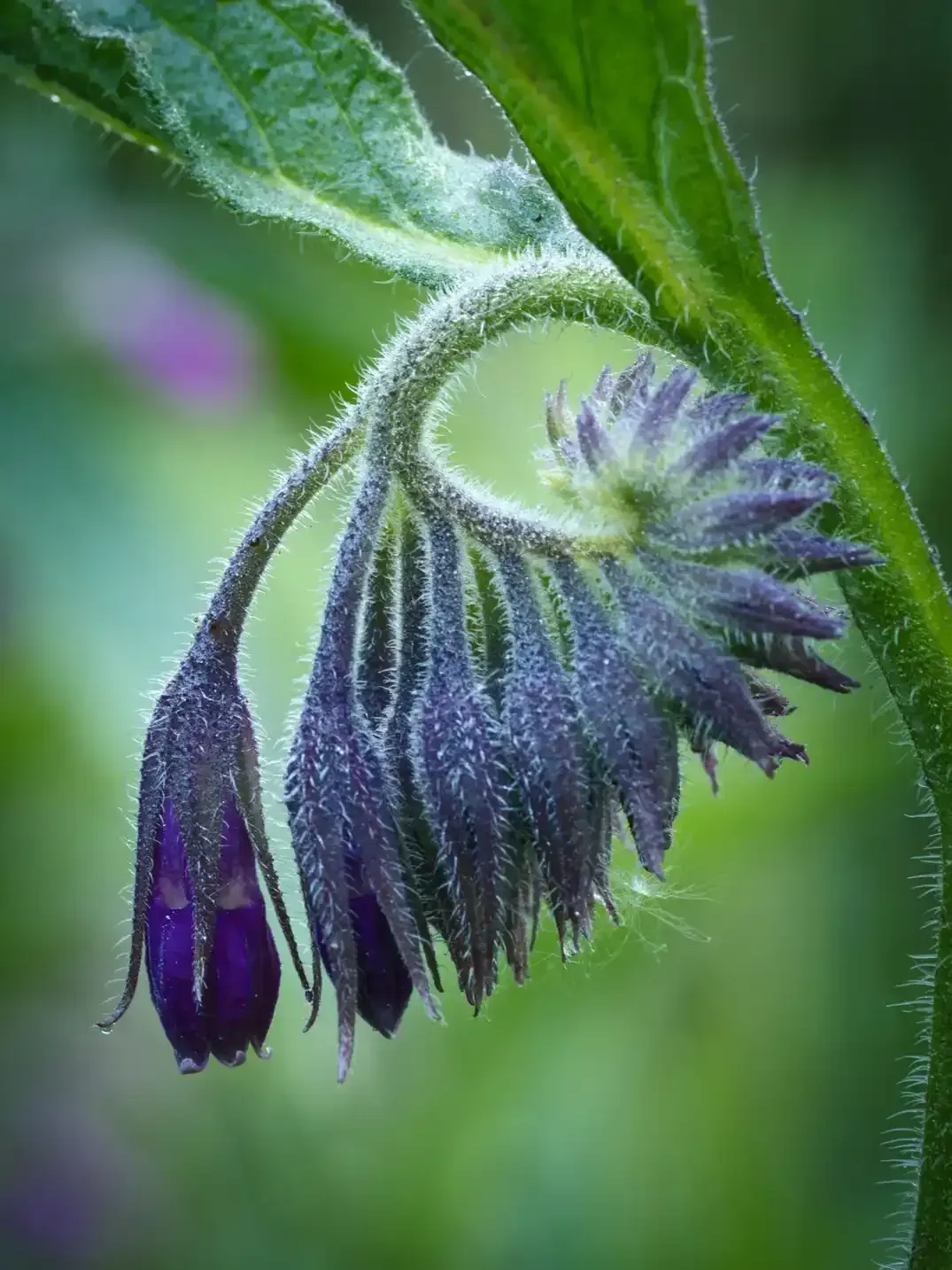 Beinwell mit violetten Blüten.