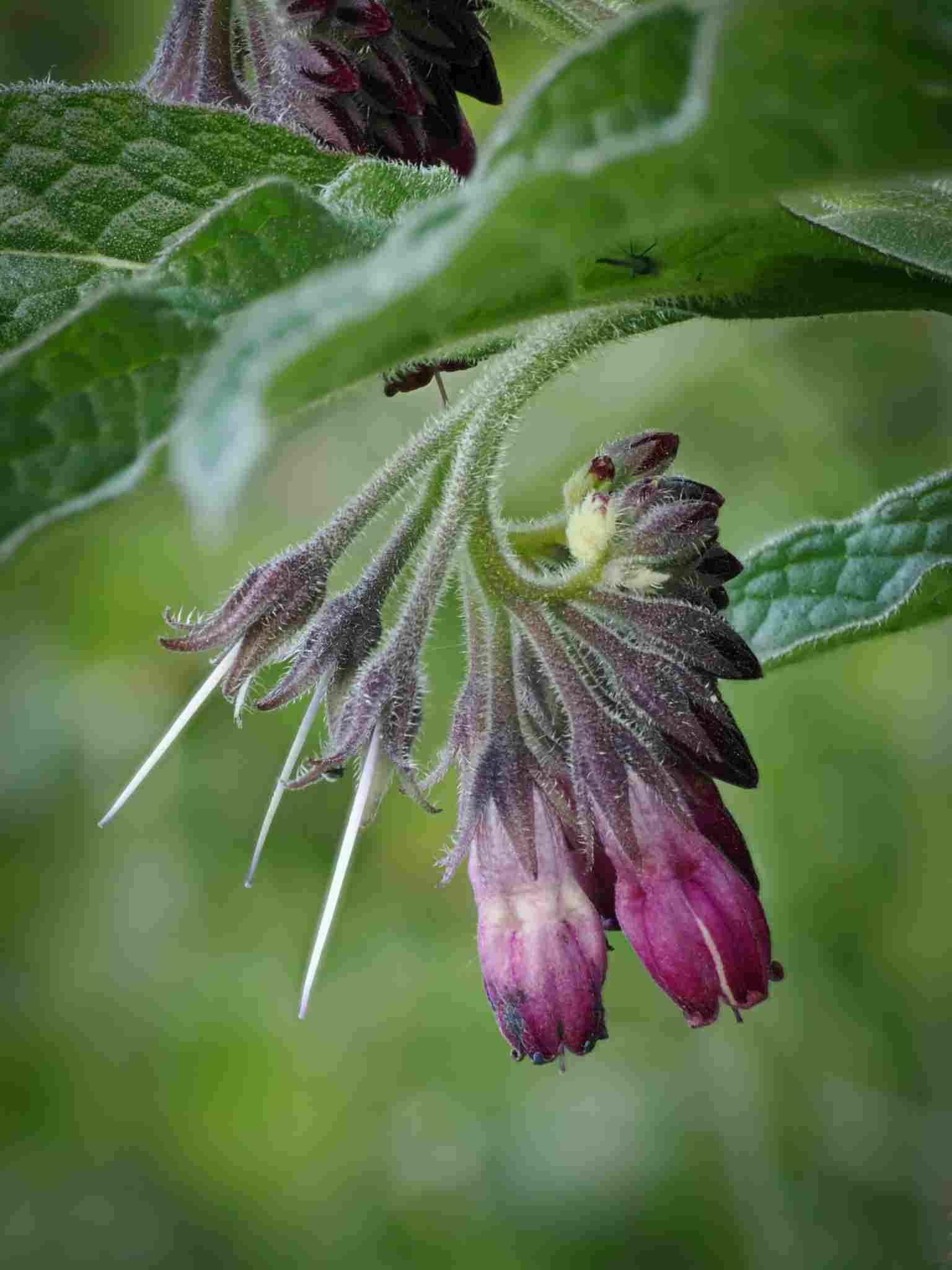 Beinwell mit rosa Blüten.