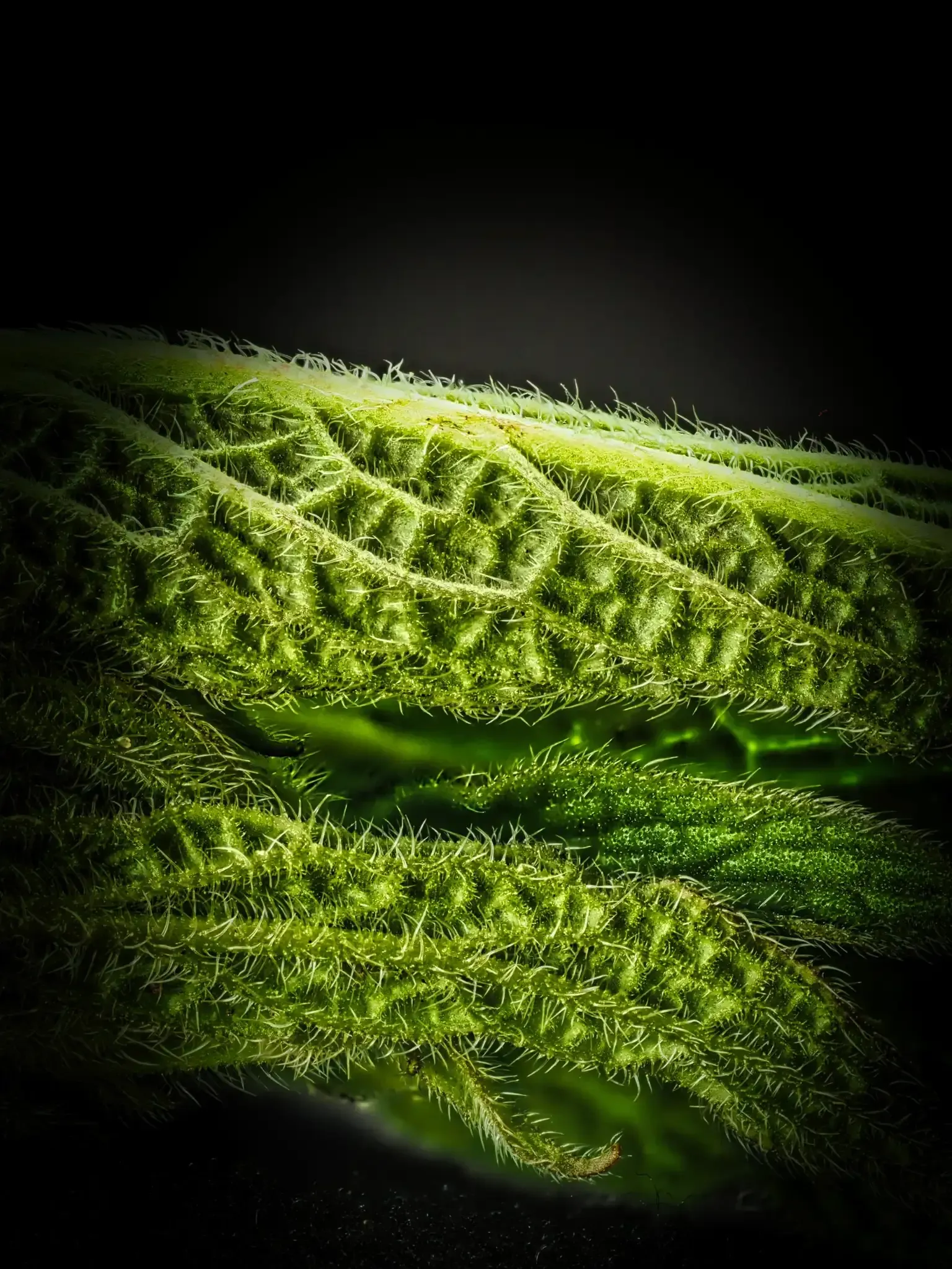 Beinwell Blatt mit Pflanzenhaaren – Makrofotografie
