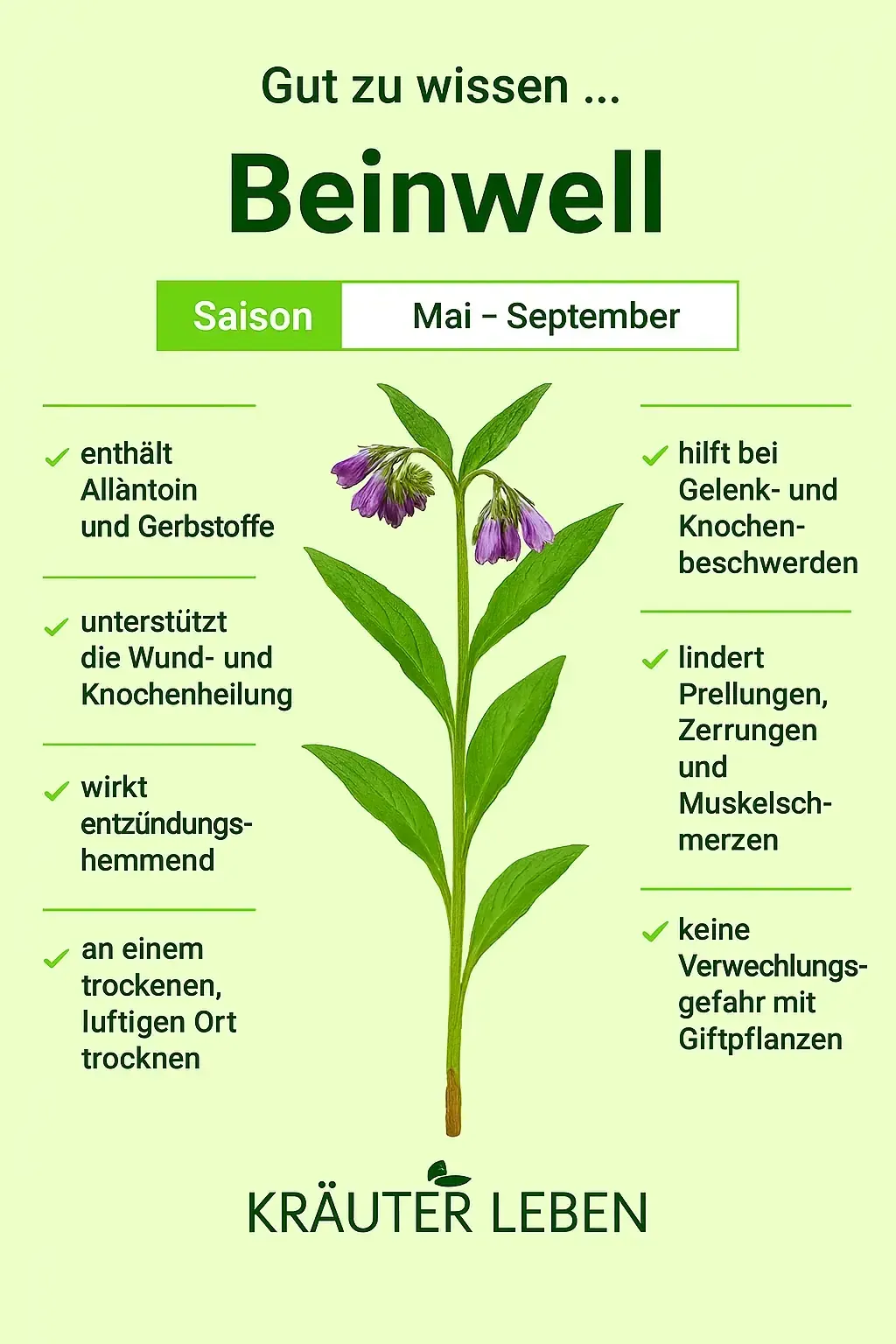 Infografik Beinwell (Symphytum officinale) – Saison Mai bis September. Enthält Allantoin und Gerbstoffe, unterstützt die Wund- und Knochenheilung, wirkt entzündungshemmend und hilft bei Gelenk- und Muskelbeschwerden.