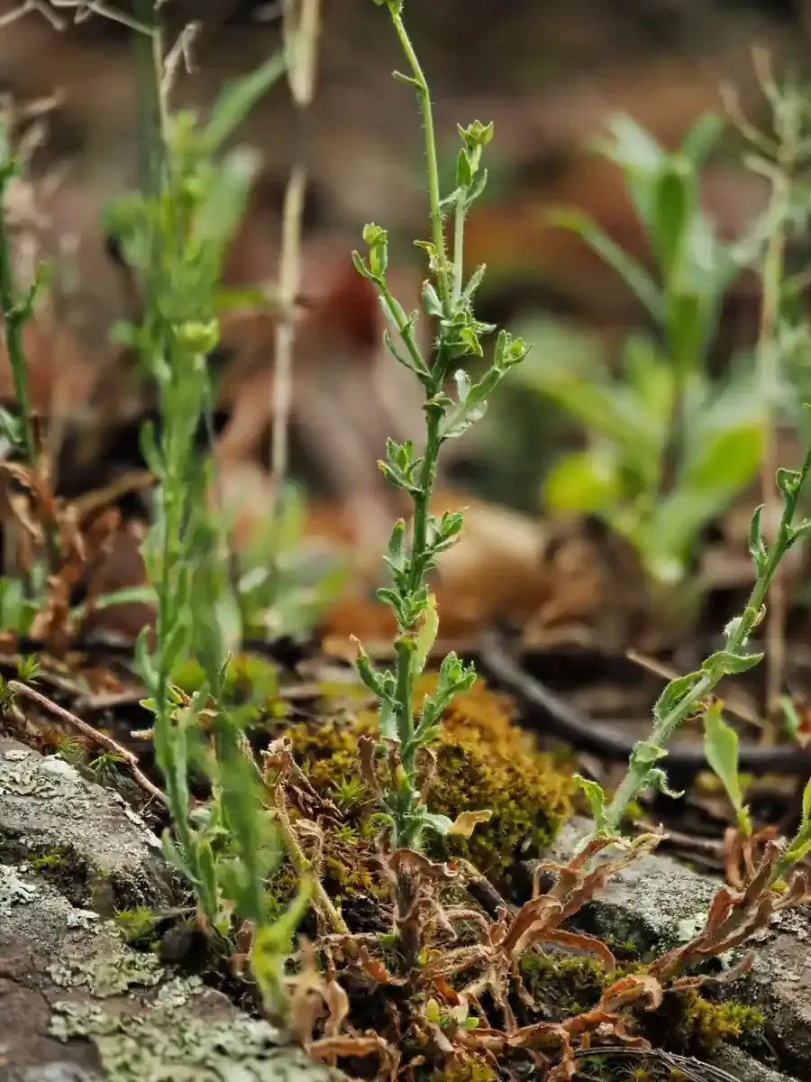 Blätter und Knospen des Berg-Sandglöckchens