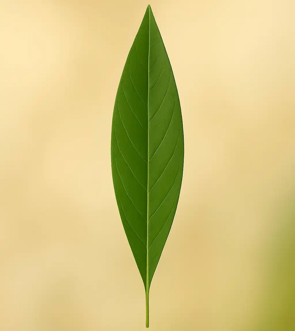 Blattform lanzettlich