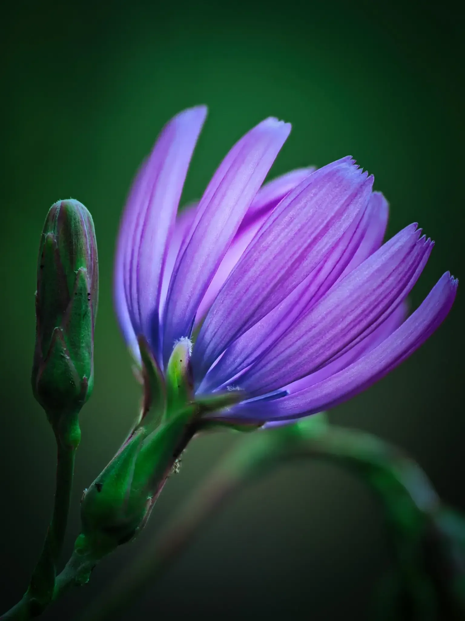 Blauer Lattich - Blüte und Knospe im Weinbergs-Habitat