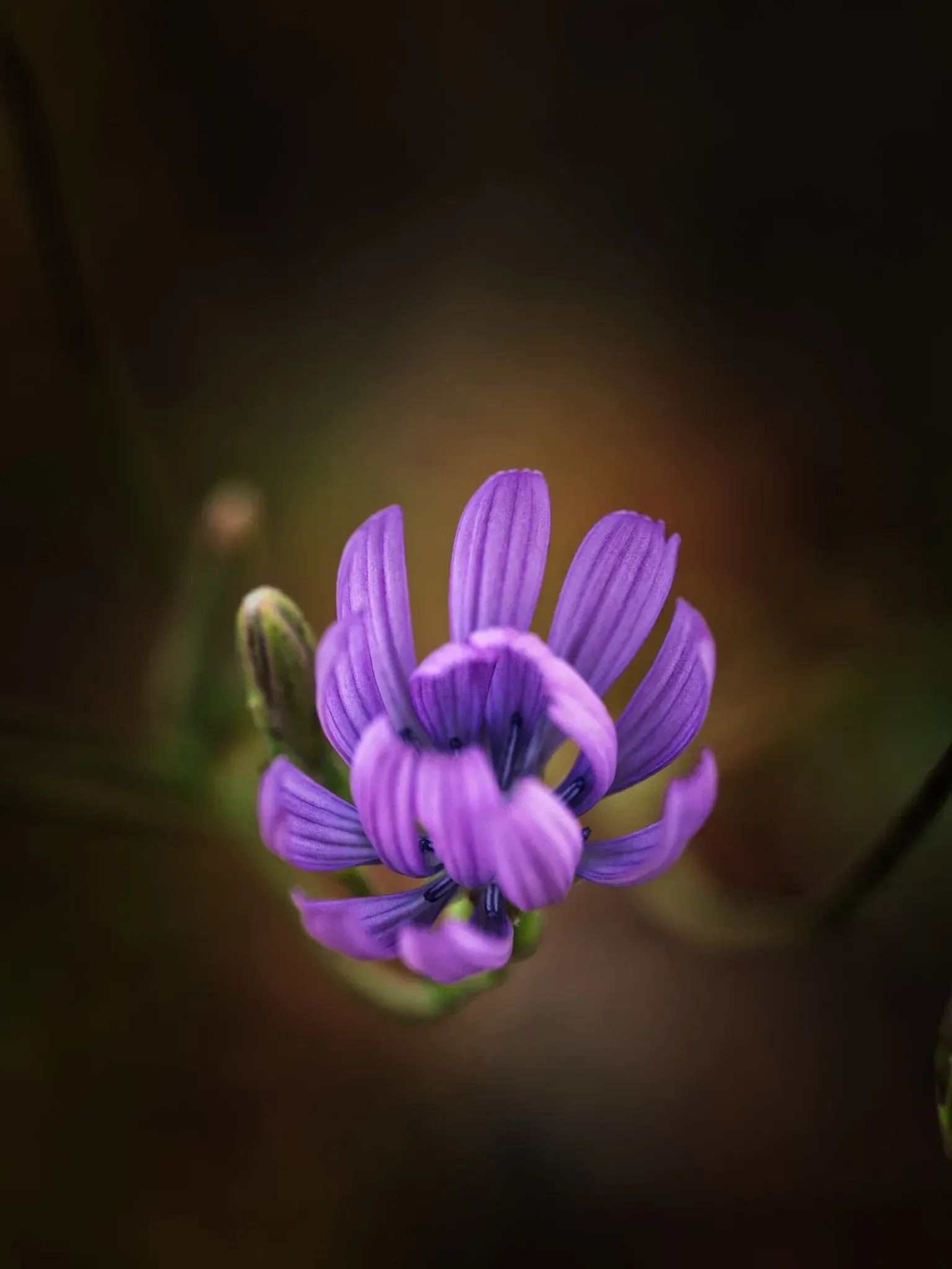Die junge Blüte des Blauen Lattichs