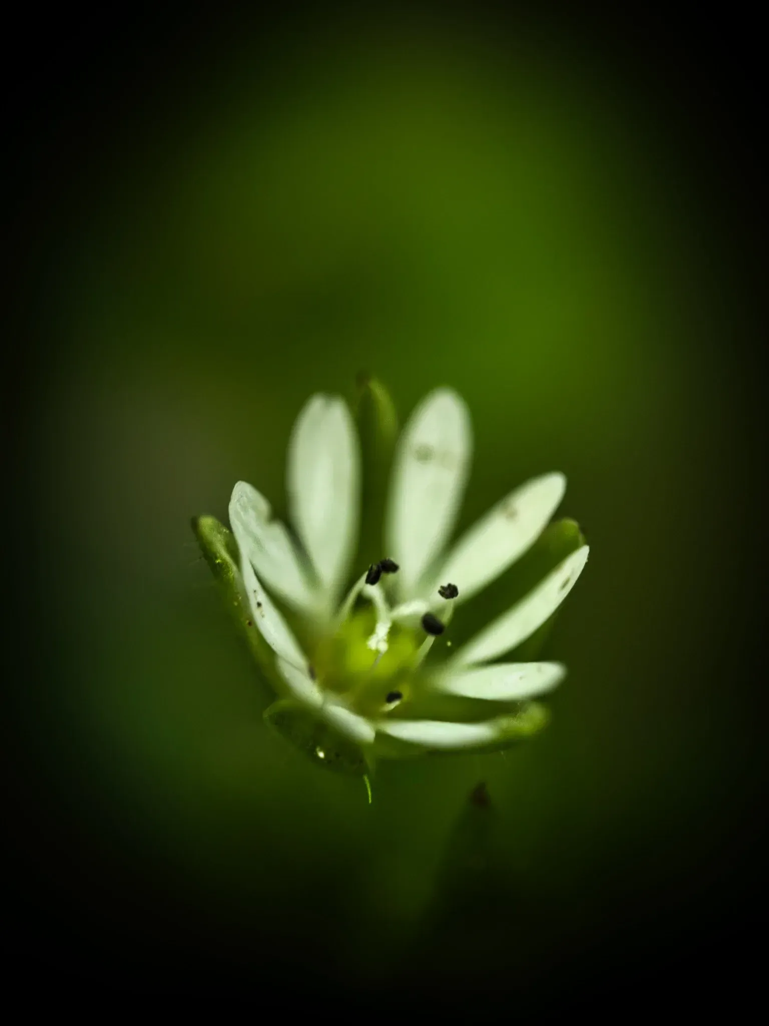 Vogelmiere_Blüte – Makrofotografie