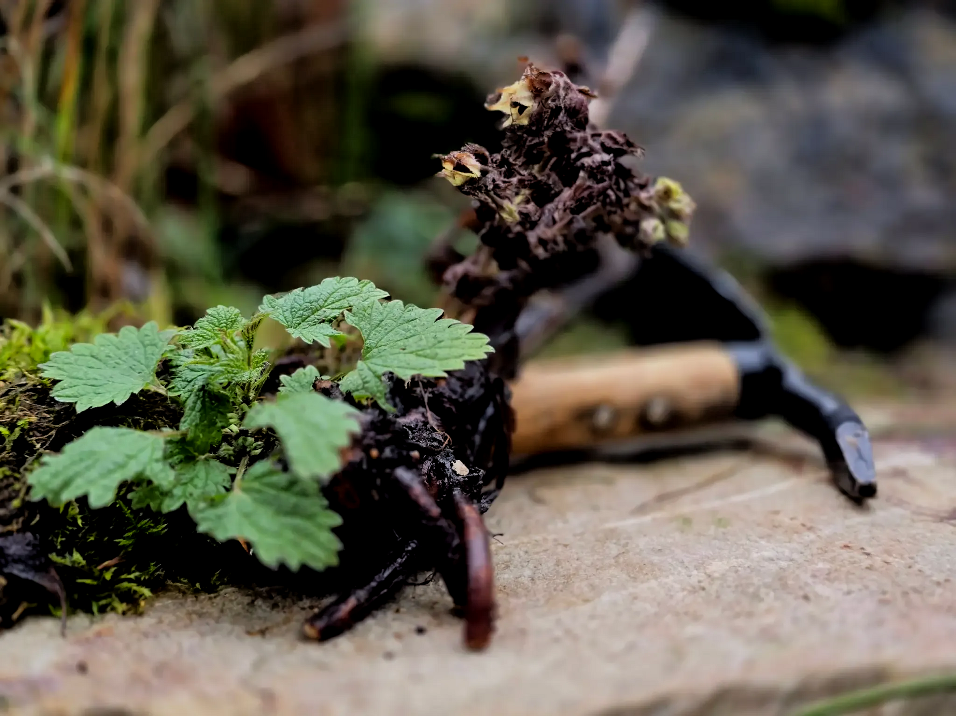 Baldrian Wurzel und Brennnessel
