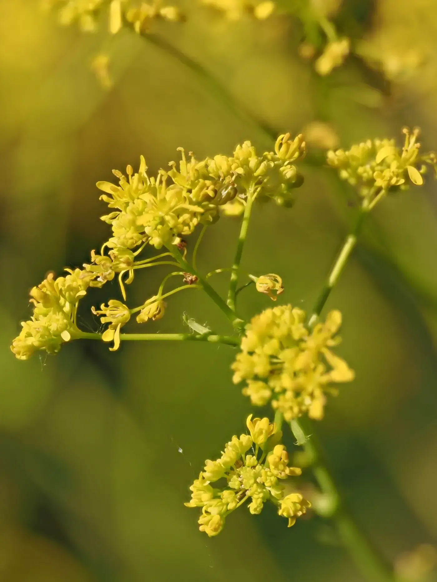 Typische Kreuzblütler-Blüte von Färberwaid