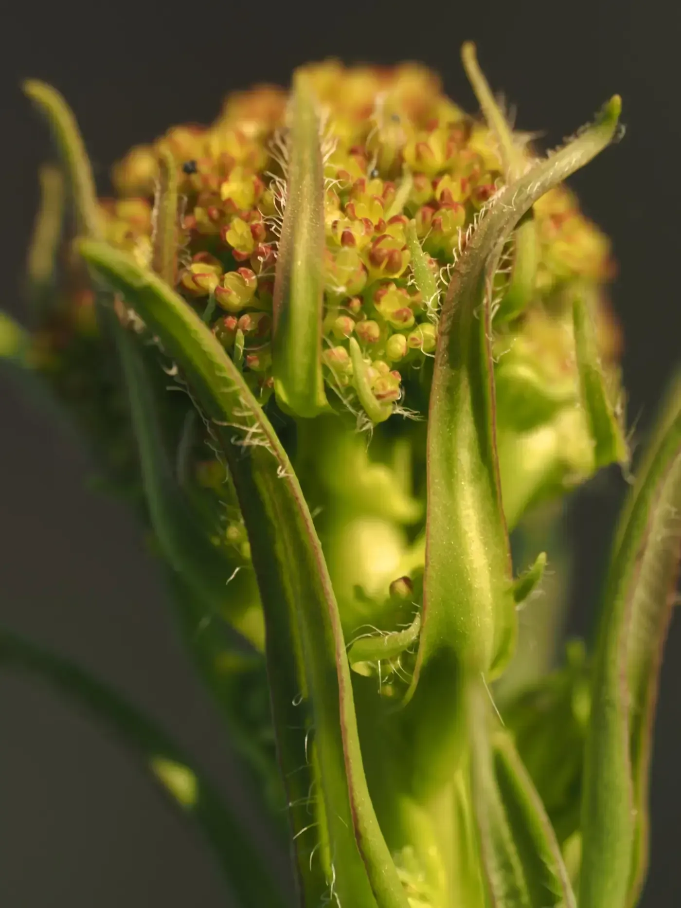 Färberwaid kurz vor der Blüte (Knospe)