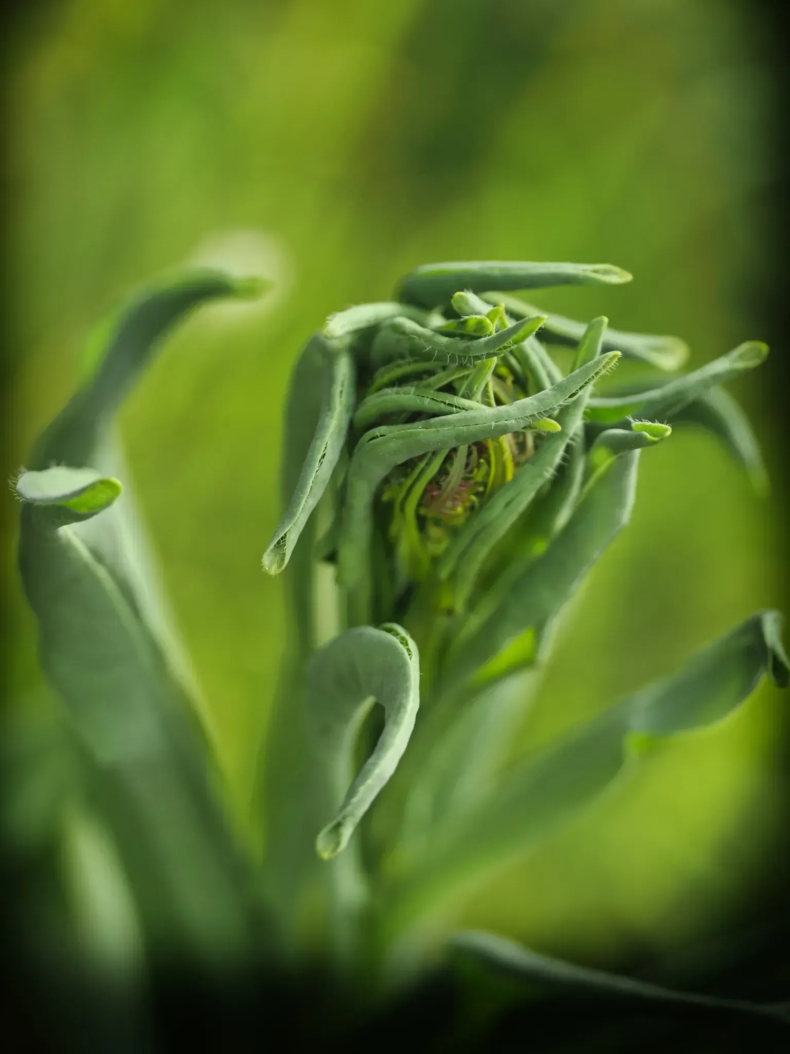 Färberwaid im März