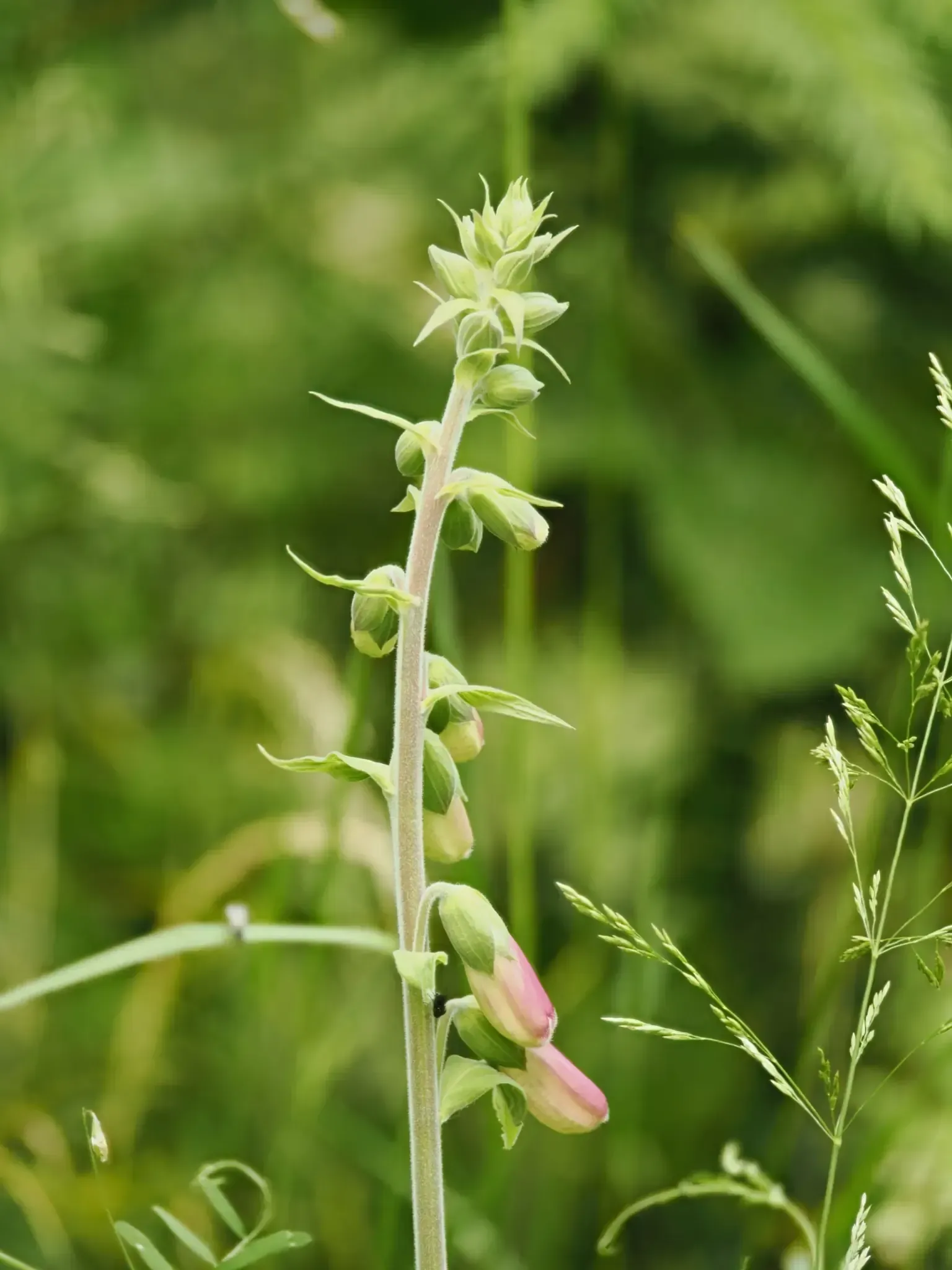 Beinwell – Hängende Blüten