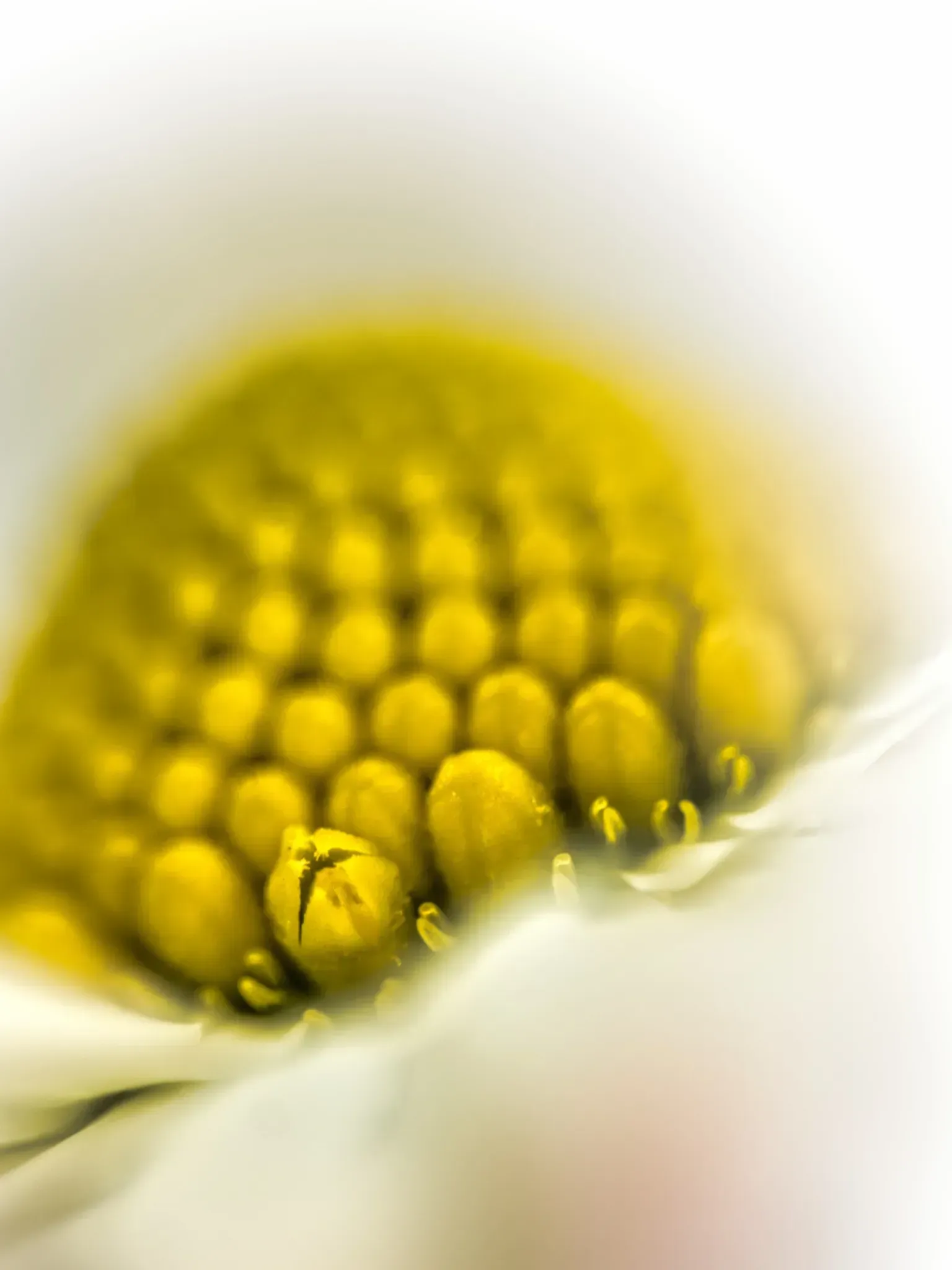 G
mit Pflanzenhaaren – Makrofotografie