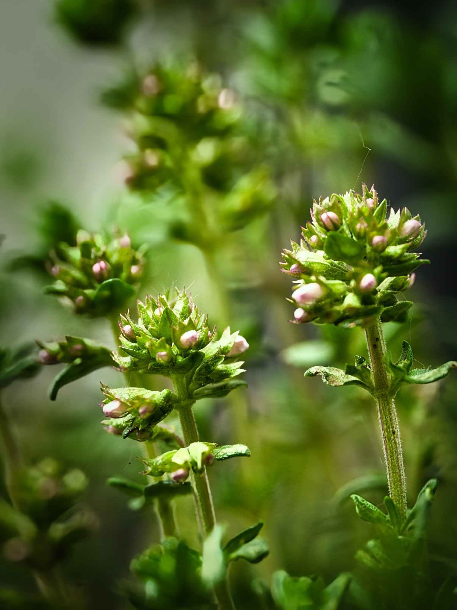 Thymian