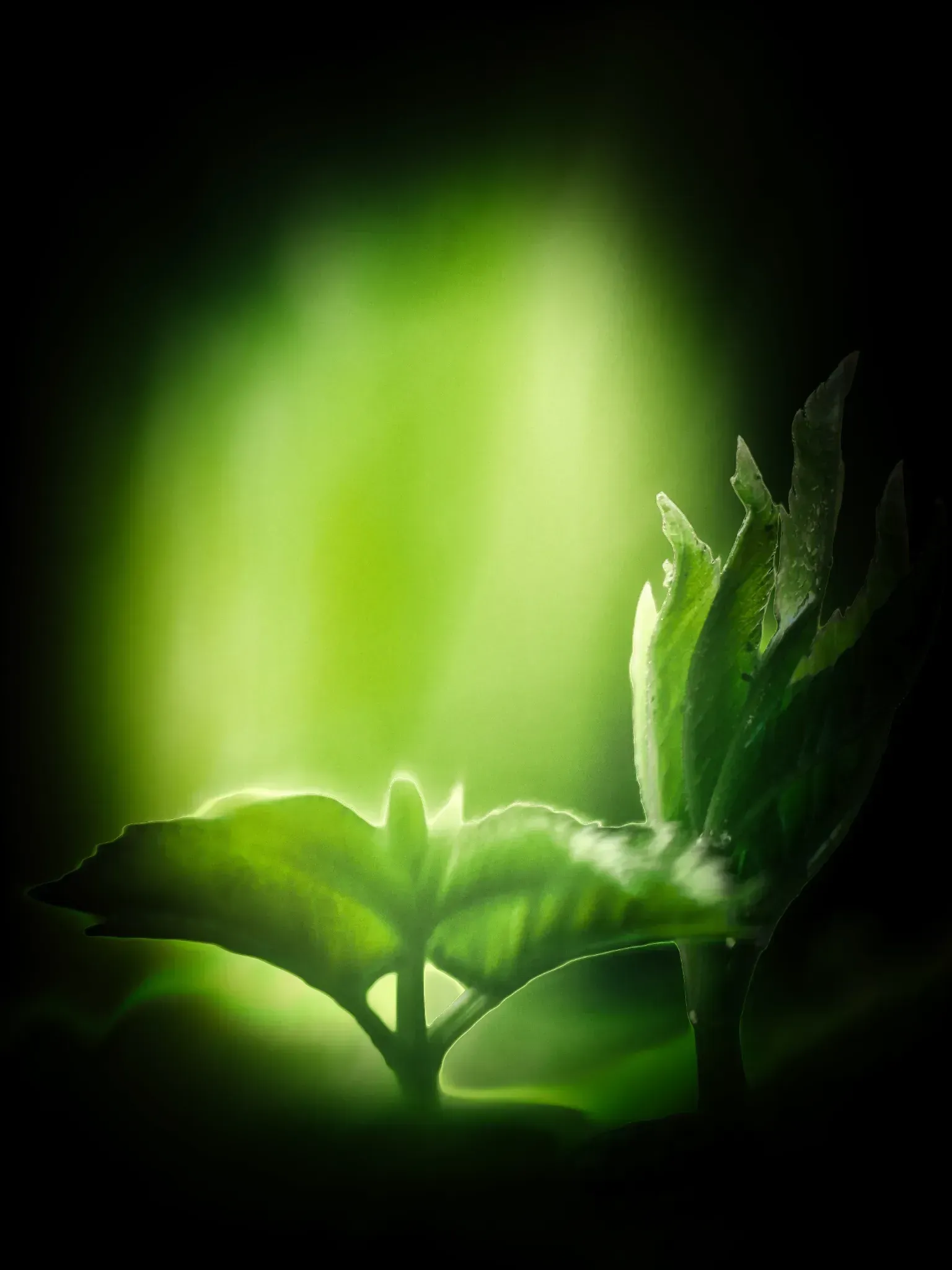 Giersch – Makrofotografie: Dirk S. (Kräuterleben®)