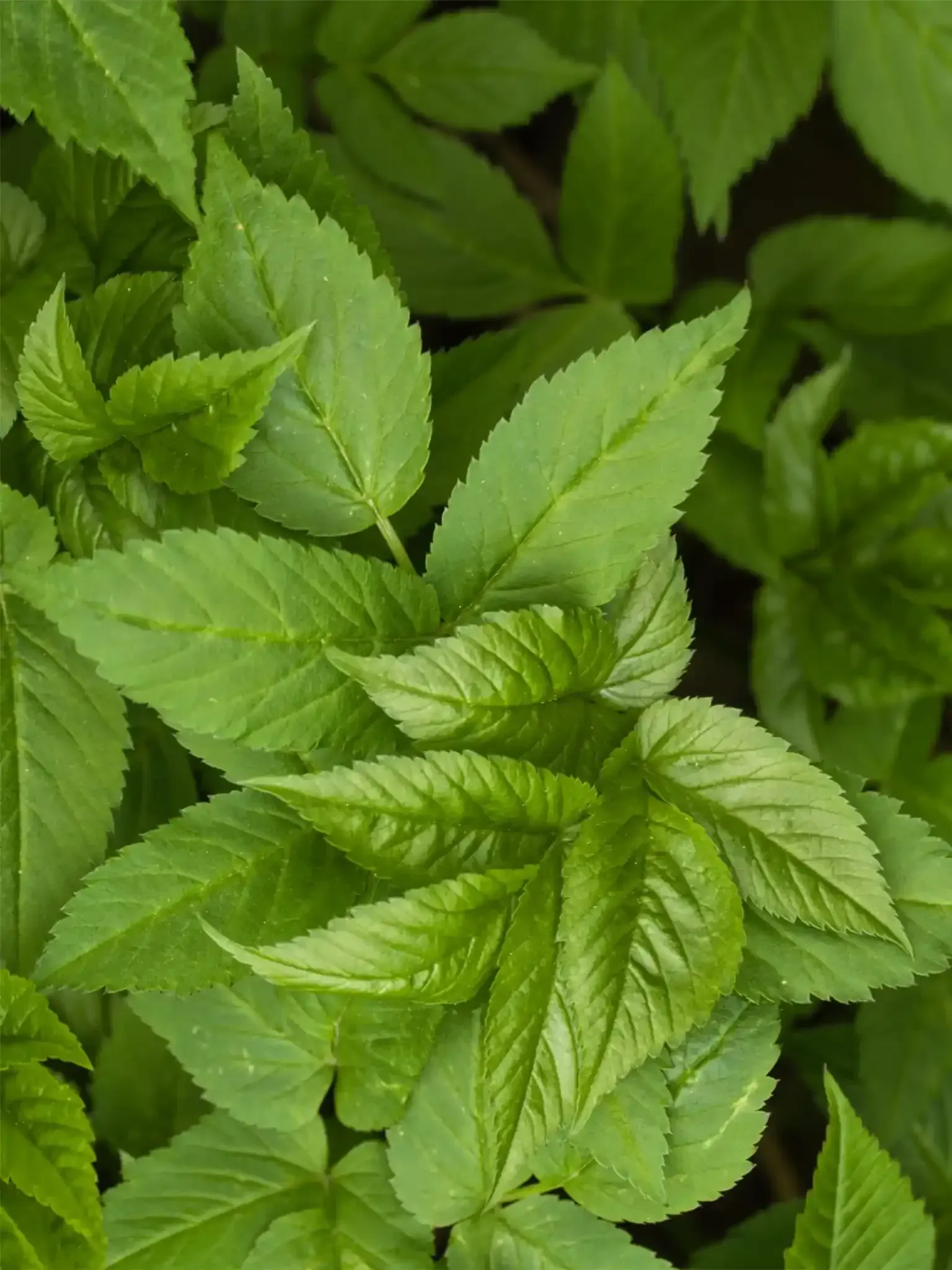 Buschwindröschen Buschwindröschen-März